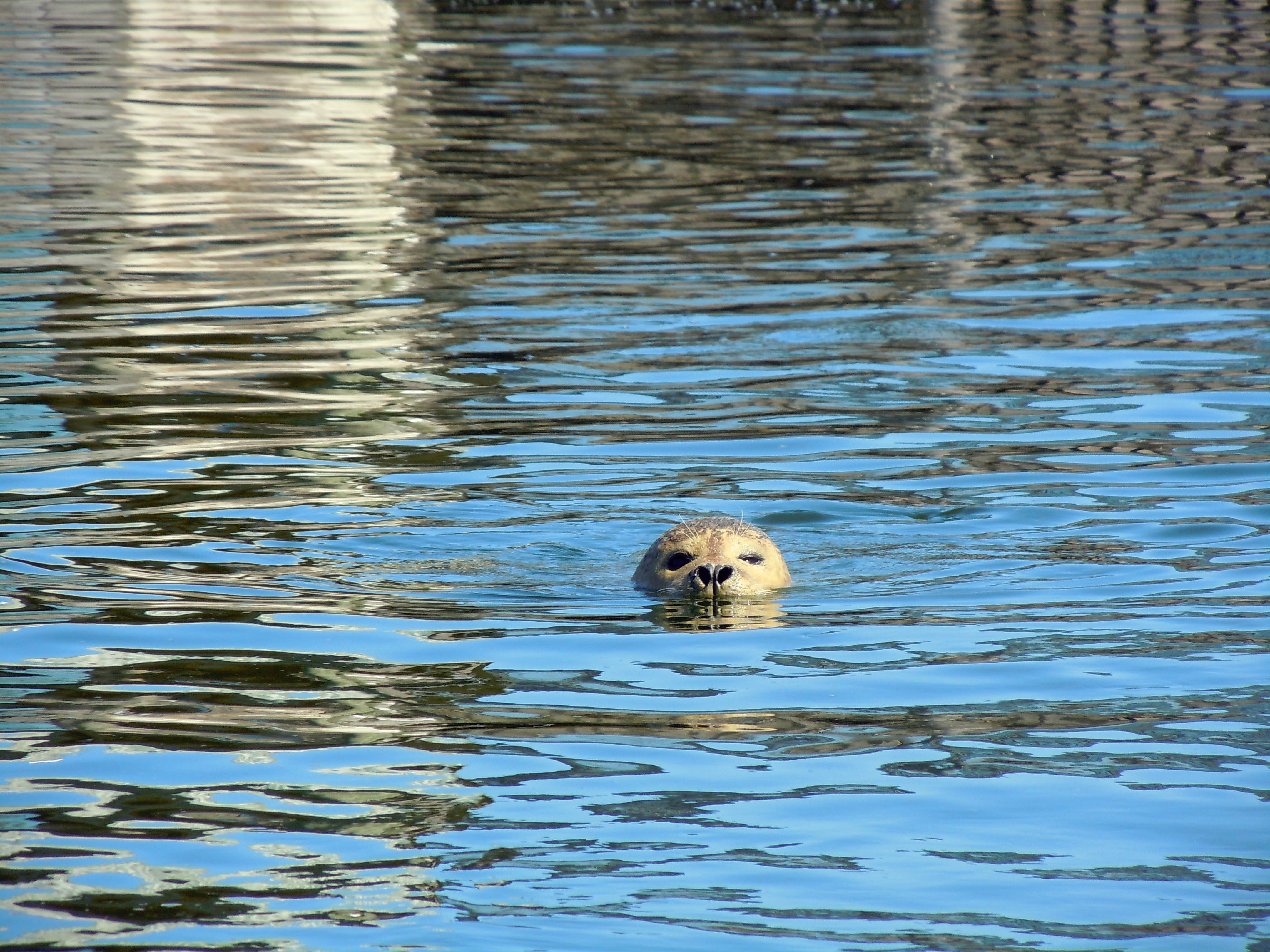 Gold retriever swimming in water during daytime photo