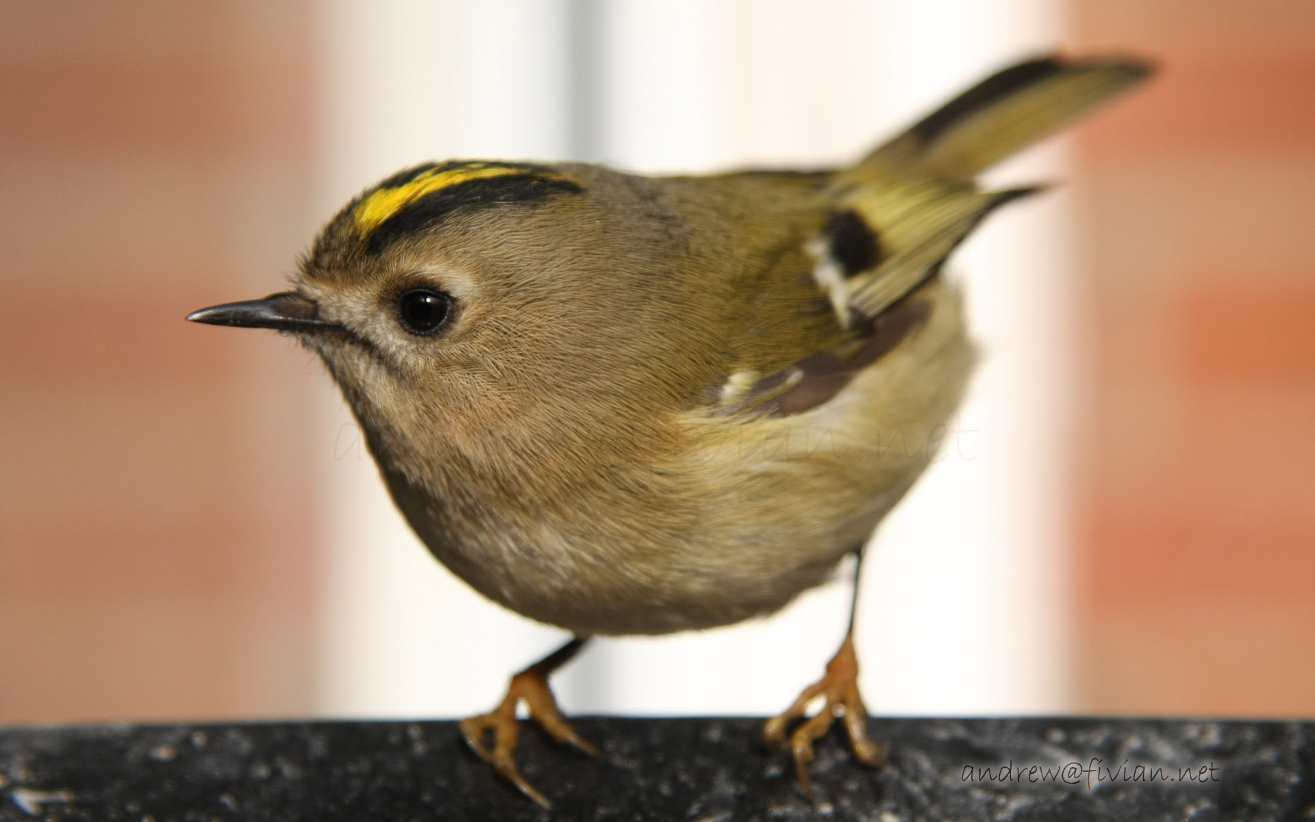 Are Goldcrest usually this friendly. - Wildlife in the garden ...