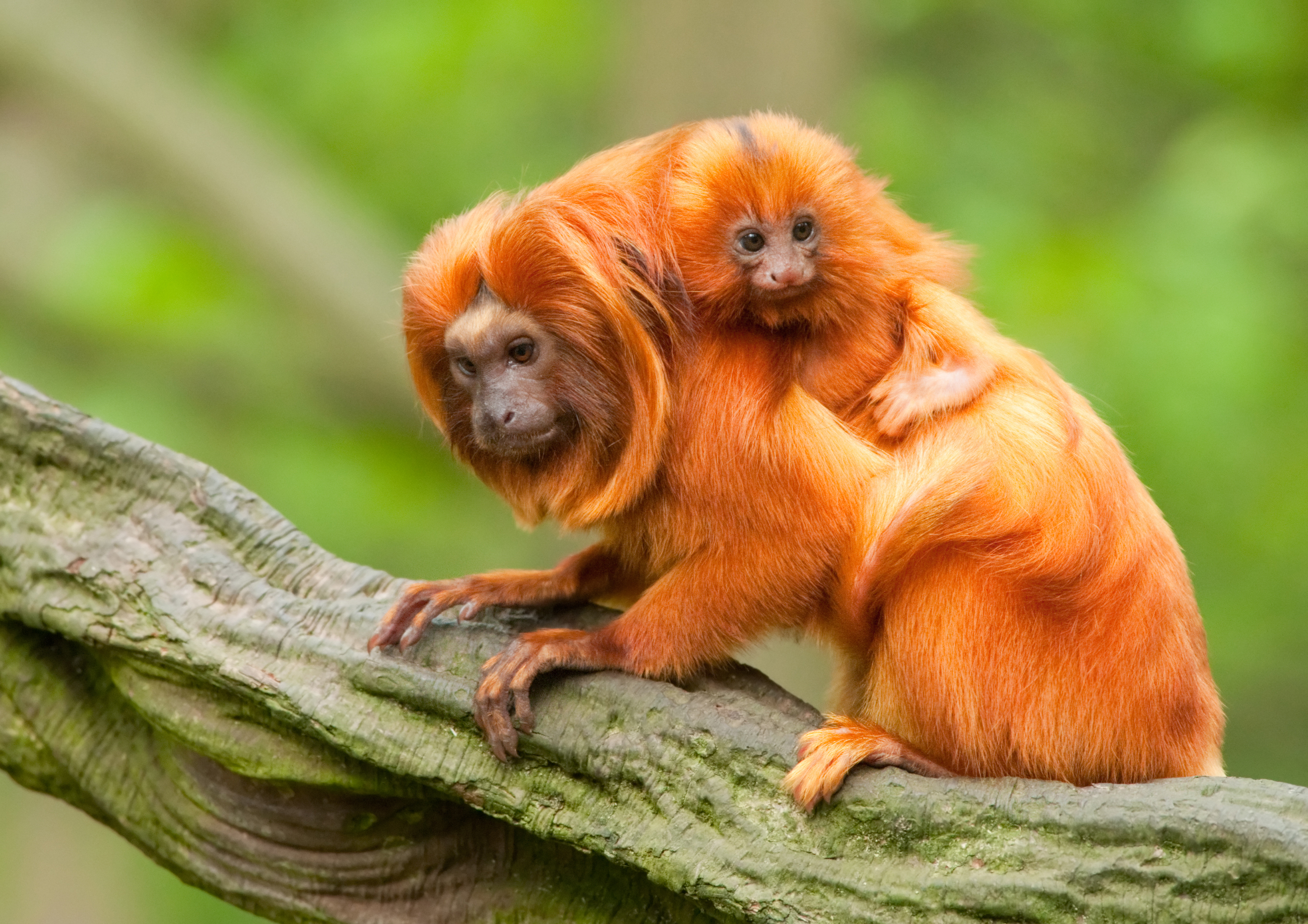 This tiny golden monkey has a huge conservation success story | MNN ...