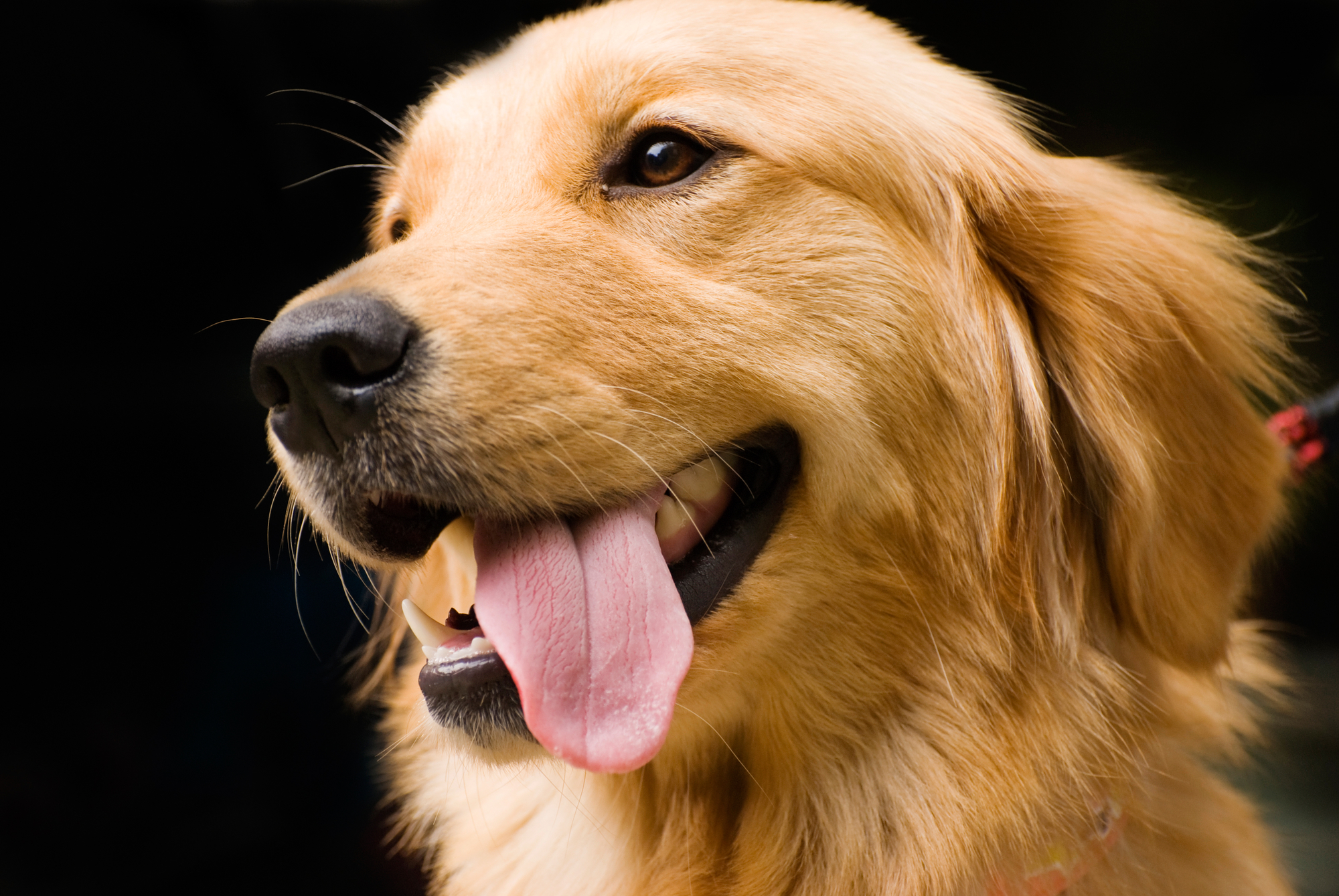 5 Things You Should Know before Getting A Golden Retriever - Animalso