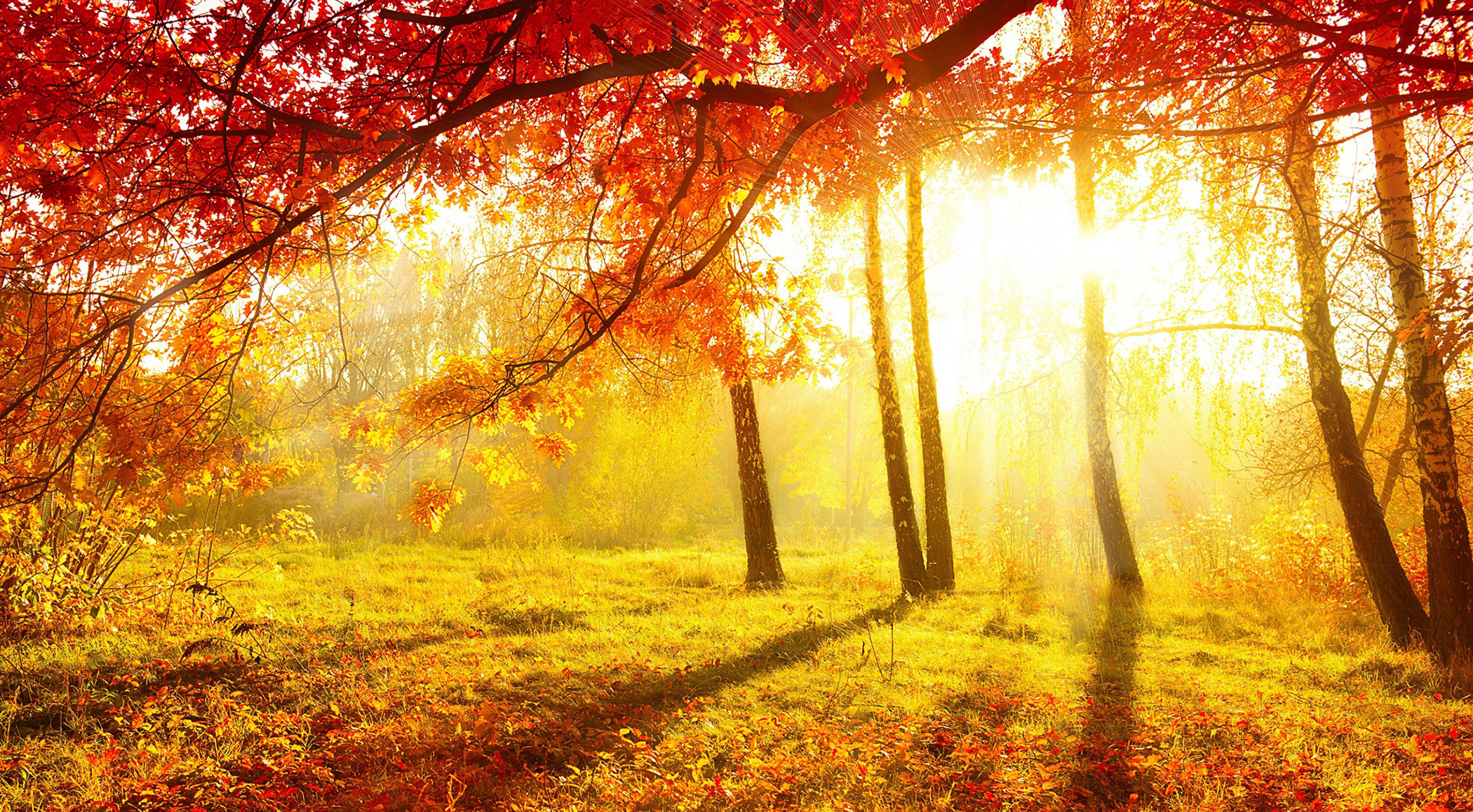 Golden Autumn 53921 - Autumn Theme - Landscape scenery