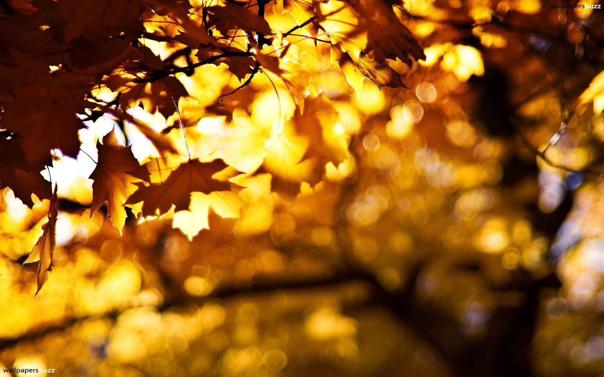Golden Autumn Leaves HD Wallpaper