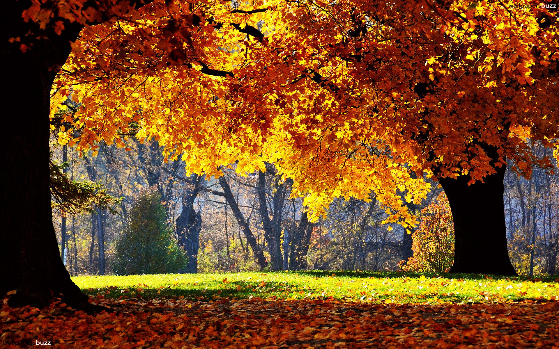 Golden autumn HD Wallpaper