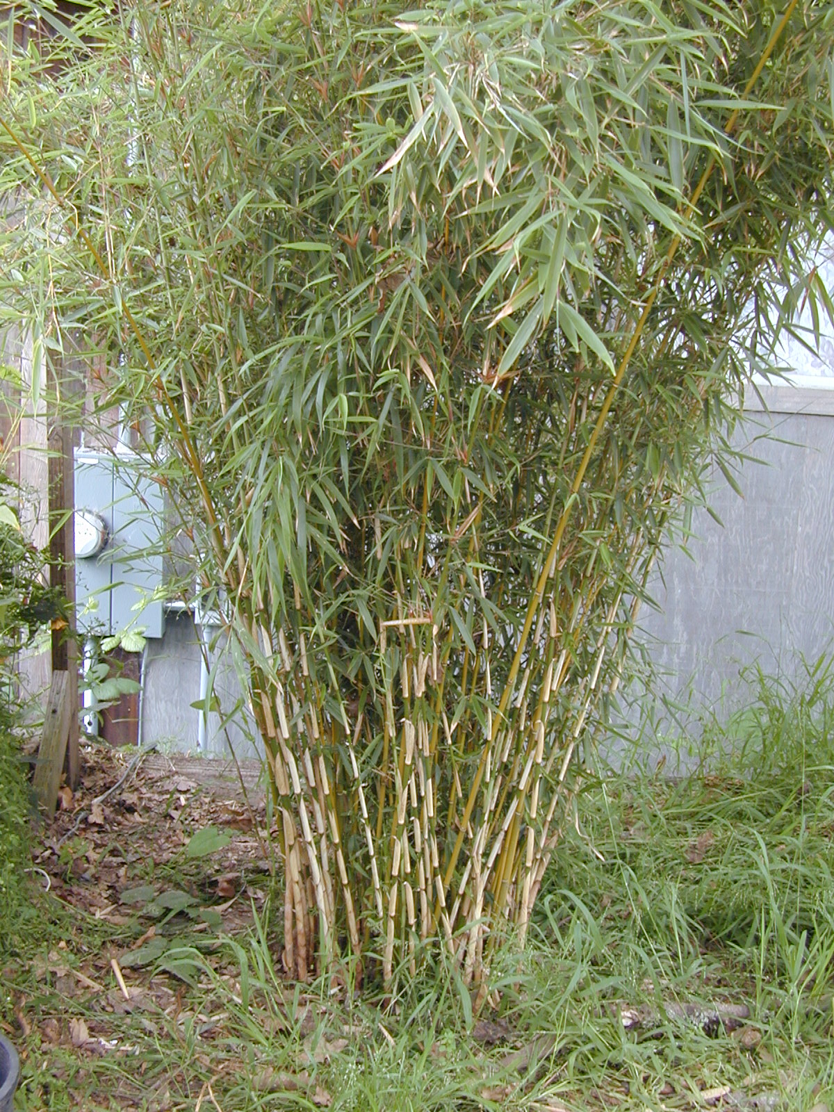 Phyllostachys aurea 'Hedge Bamboo' 'Golden Bamboo' - PHAJ - Bamboo ...