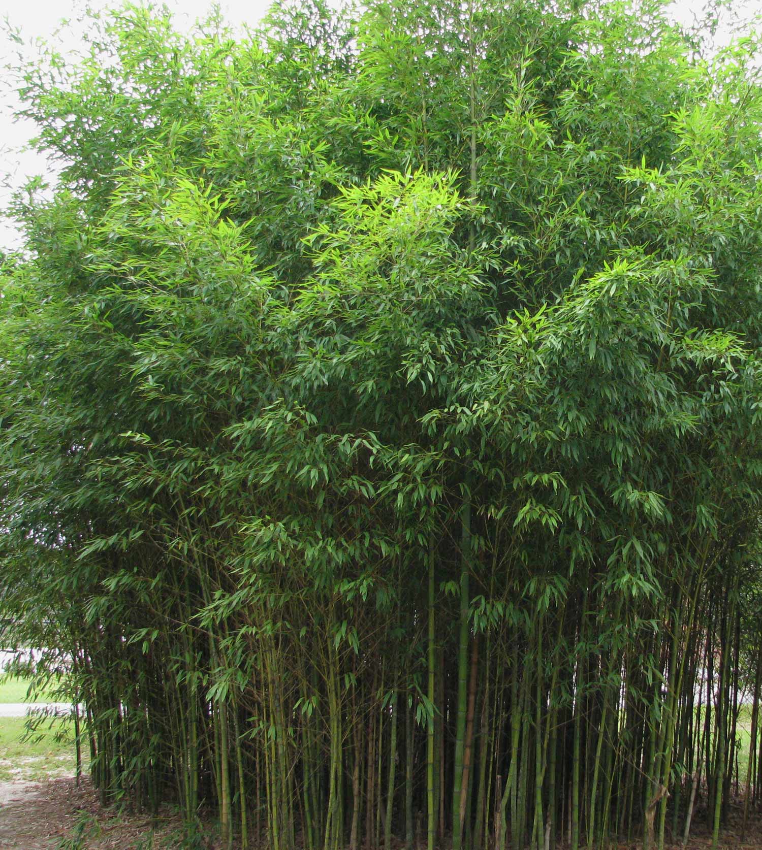 Phyllostachys aurea, Golden Bamboo, tall privacy screens