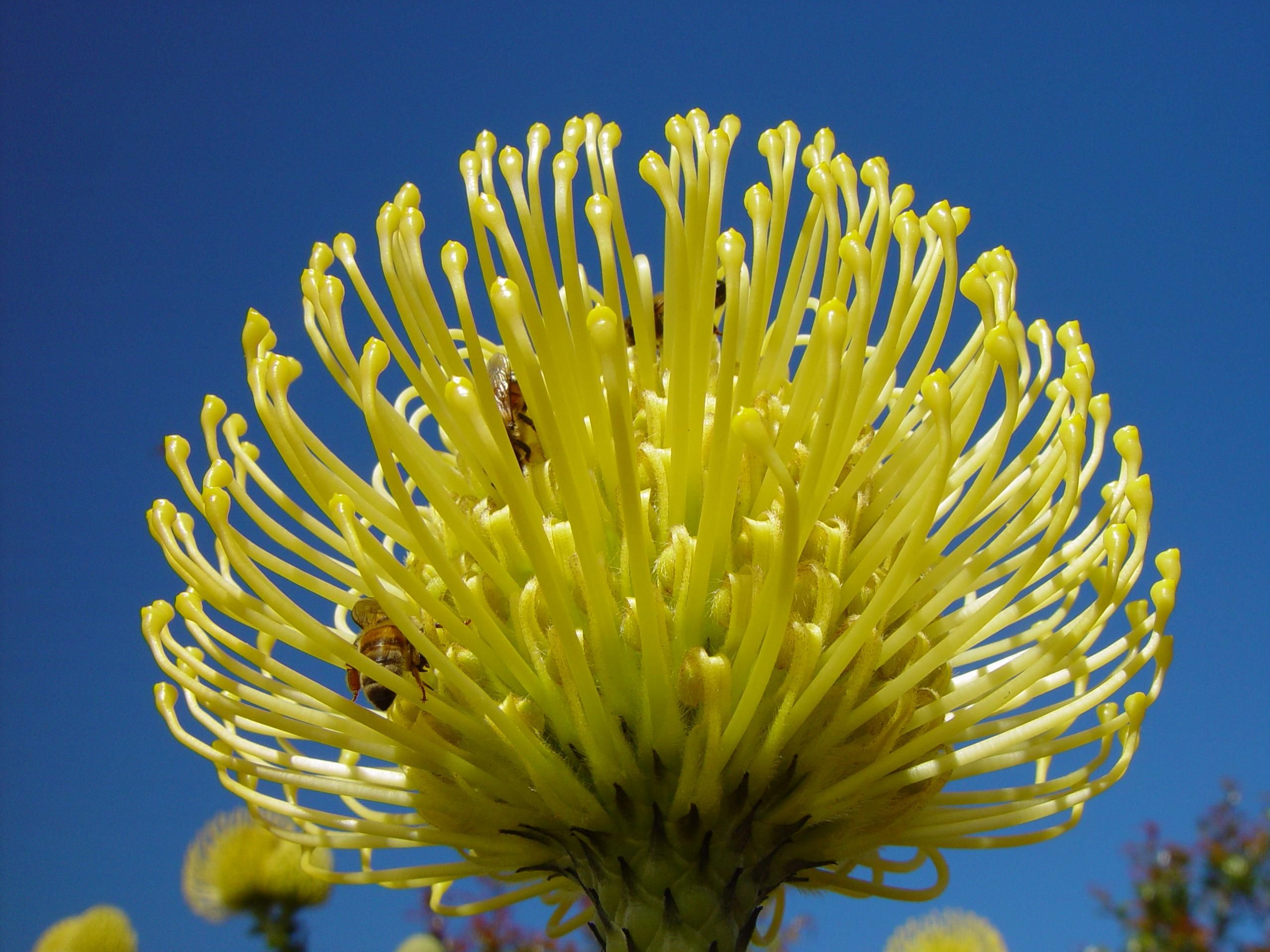 Free picture: flower, golden, banksia, protea