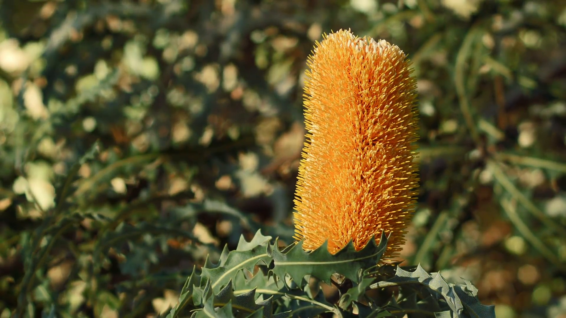 Golden Banksia Flower in King's Park Botanical Garden Stock Video ...