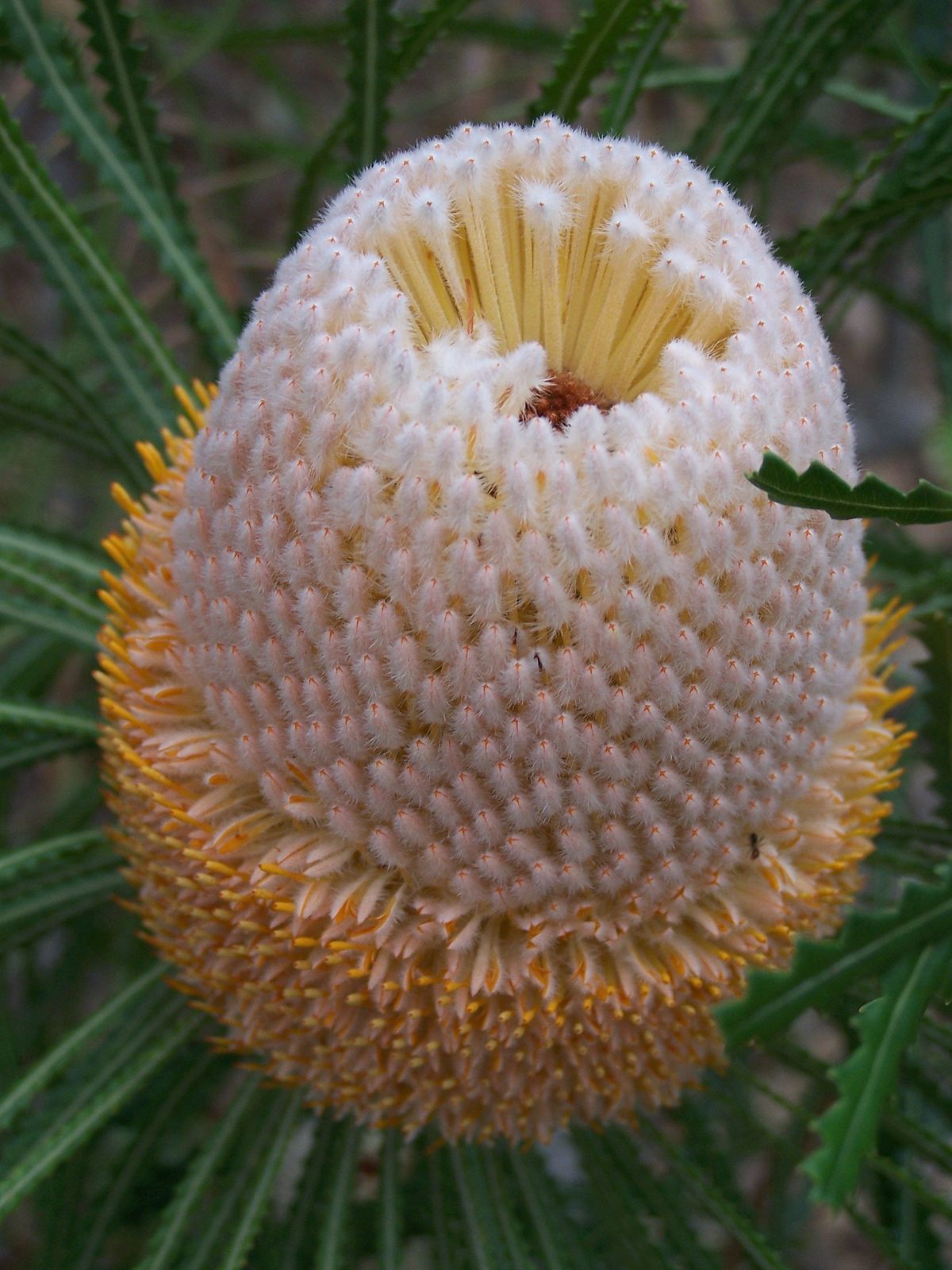 Banksia hookeriana - Wikipedia
