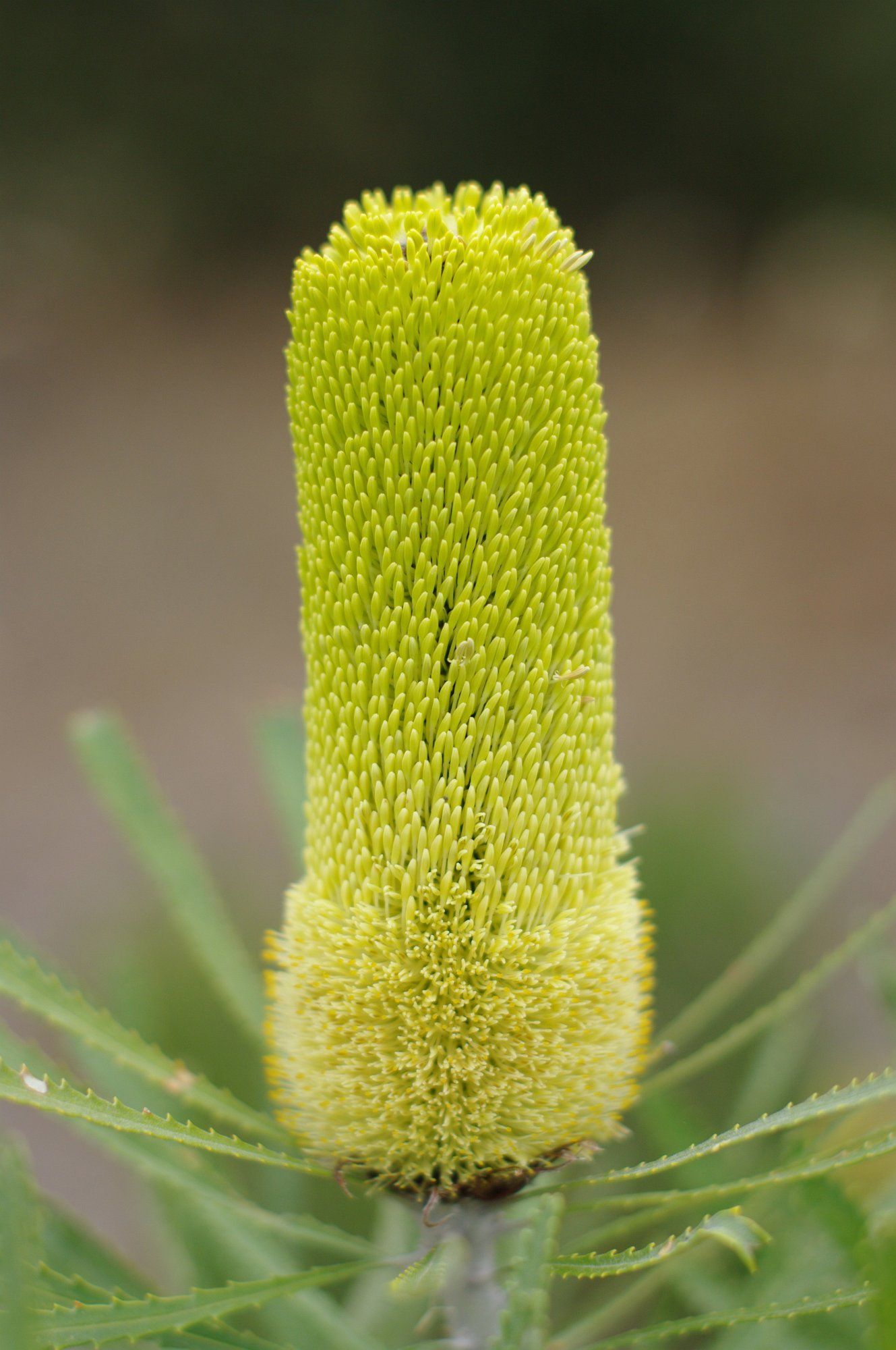 Banksia attenuata [Commonly known as the Candlestick-Banksia; Family ...