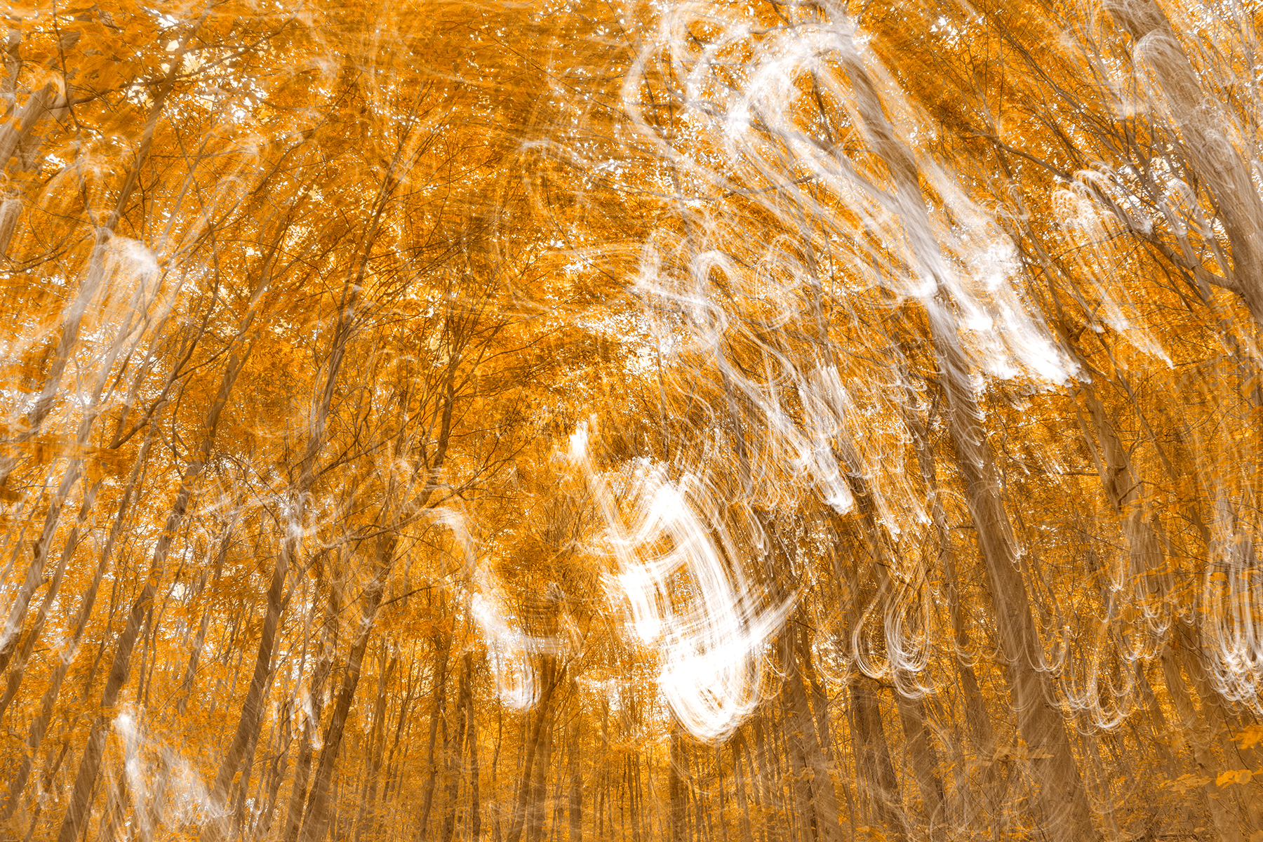 Golden Banshee Forest, Abstract, Pan, Shadow, Shades, HQ Photo
