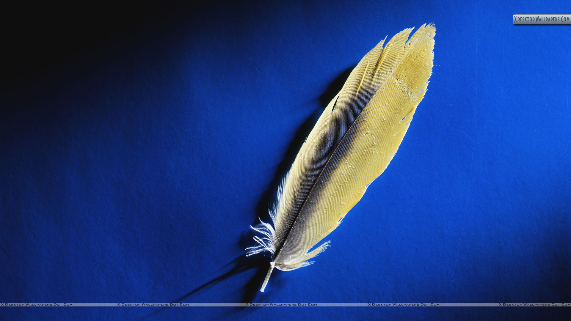 Golden Feather On Blue Background Wallpaper