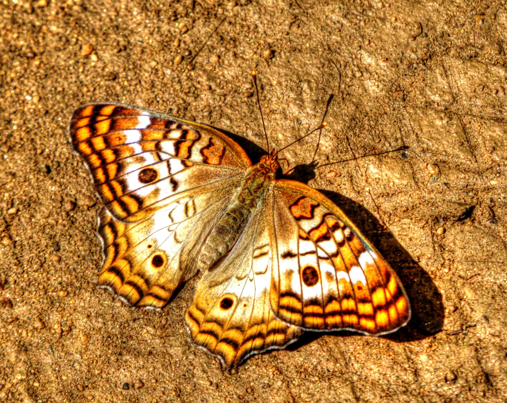 Golden Butterfly Free Stock Photo - Public Domain Pictures