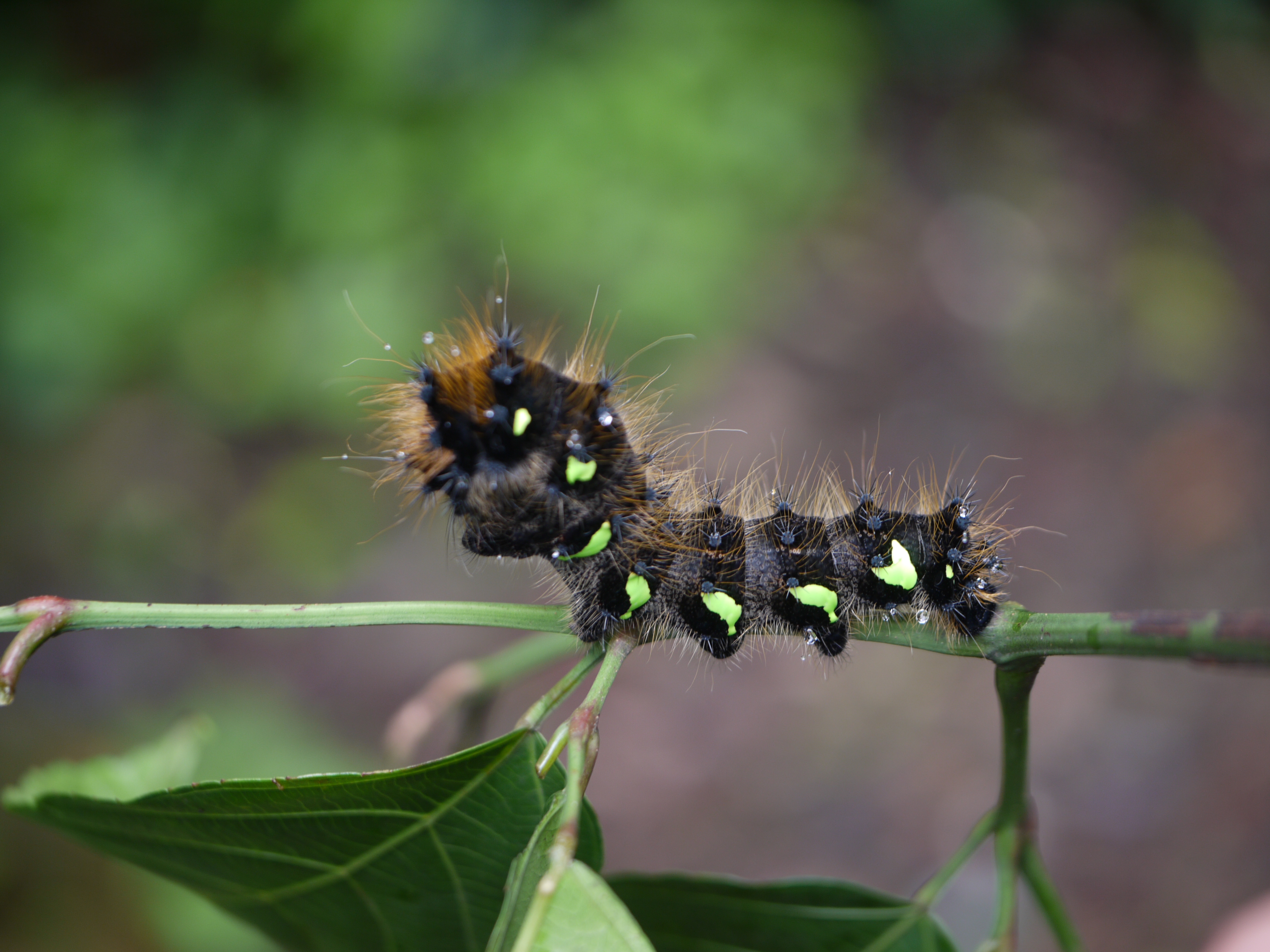 File:... moth caterpillar -- Loepa katinka (golden emperor moth ...