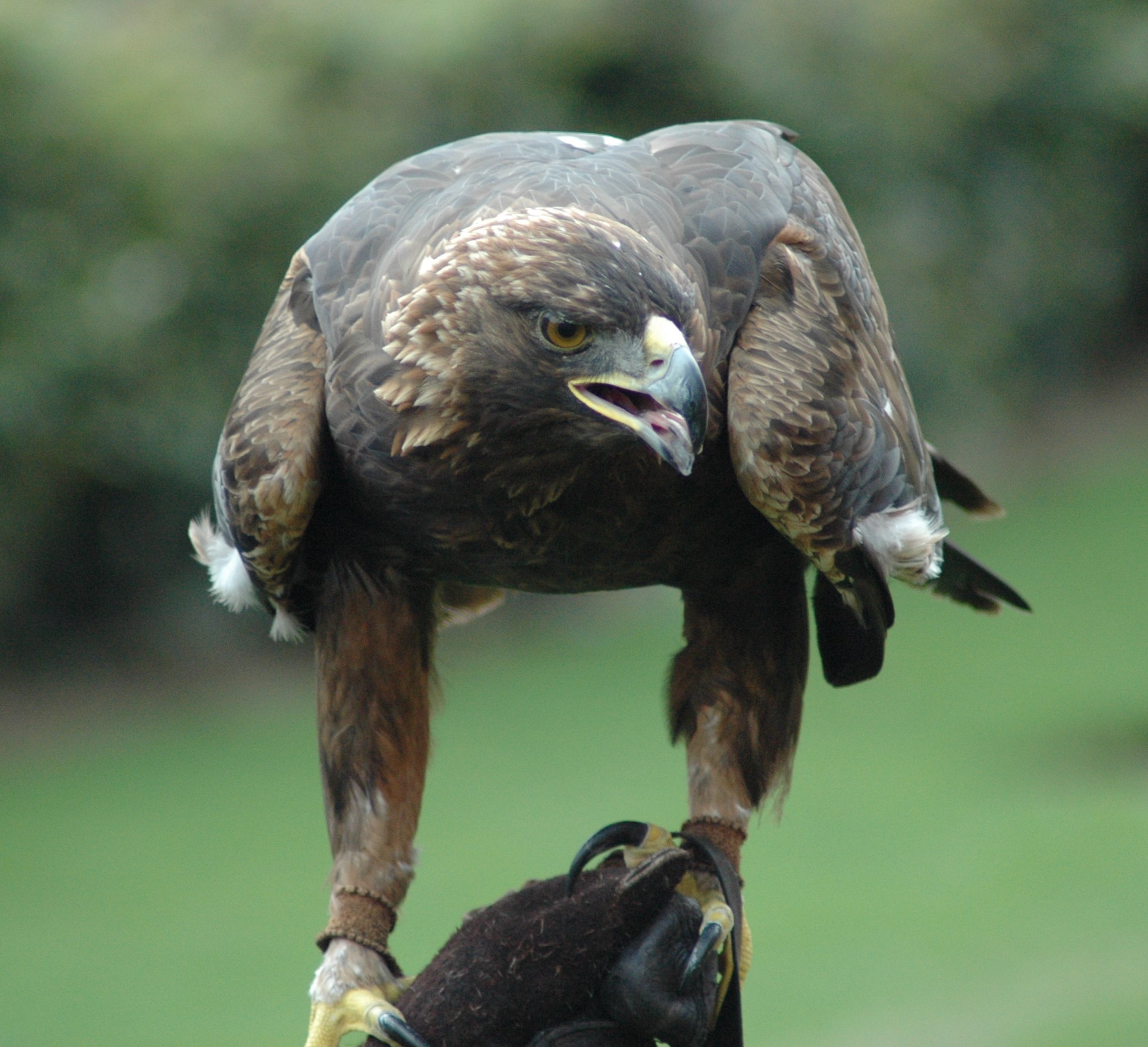 Golden eagle - Wikipedia