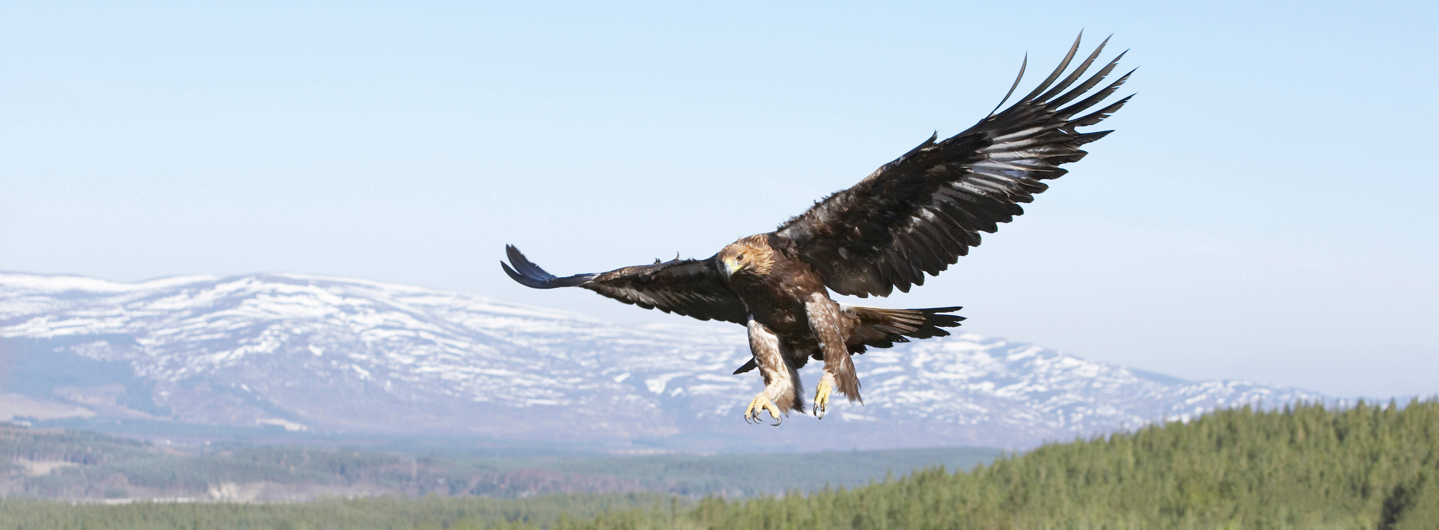 What do Golden Eagles Eat | Hunting & Feeding Habits - The RSPB