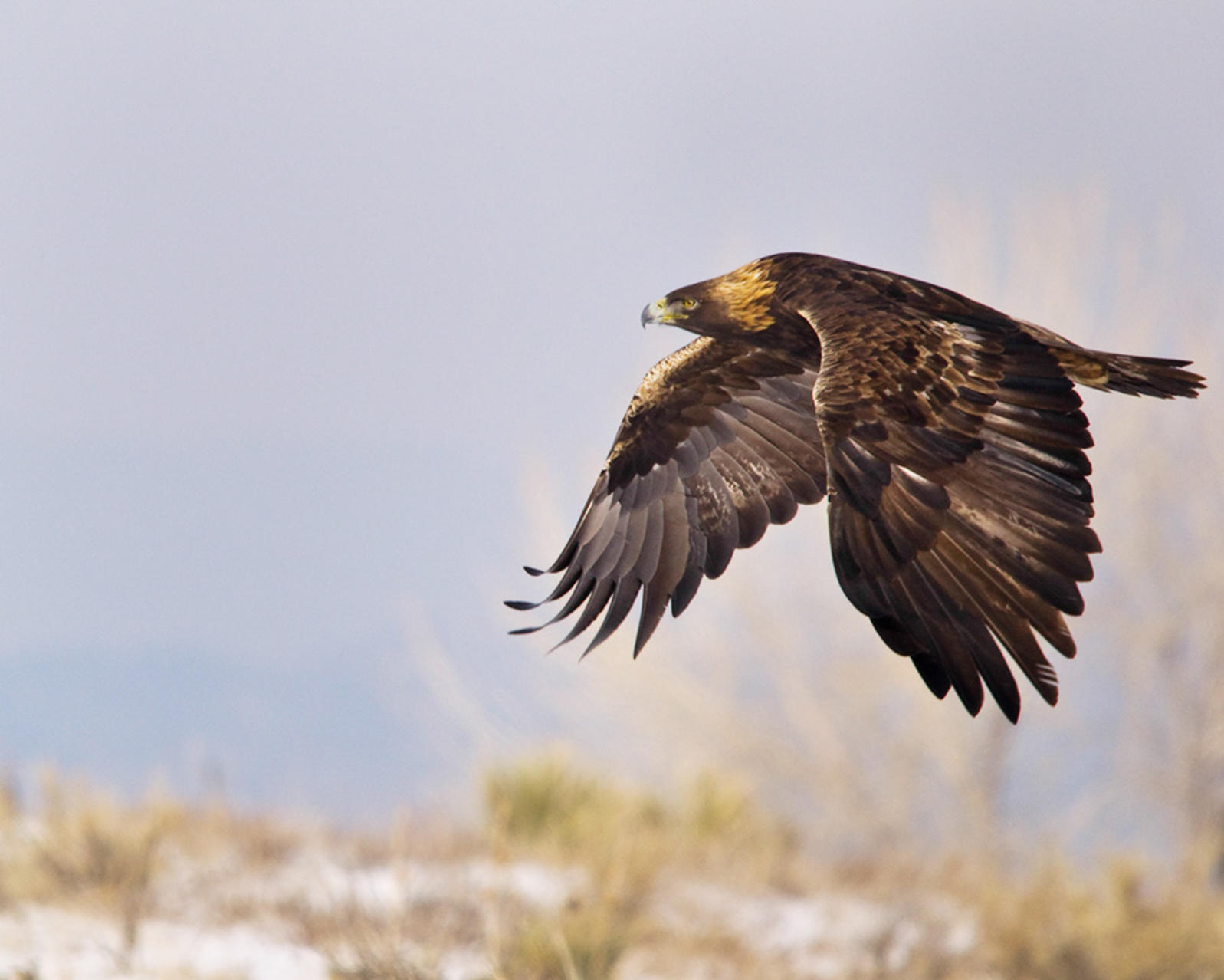 Scientists Reveal 'Leapfrog' Migration in Golden Eagles | Audubon