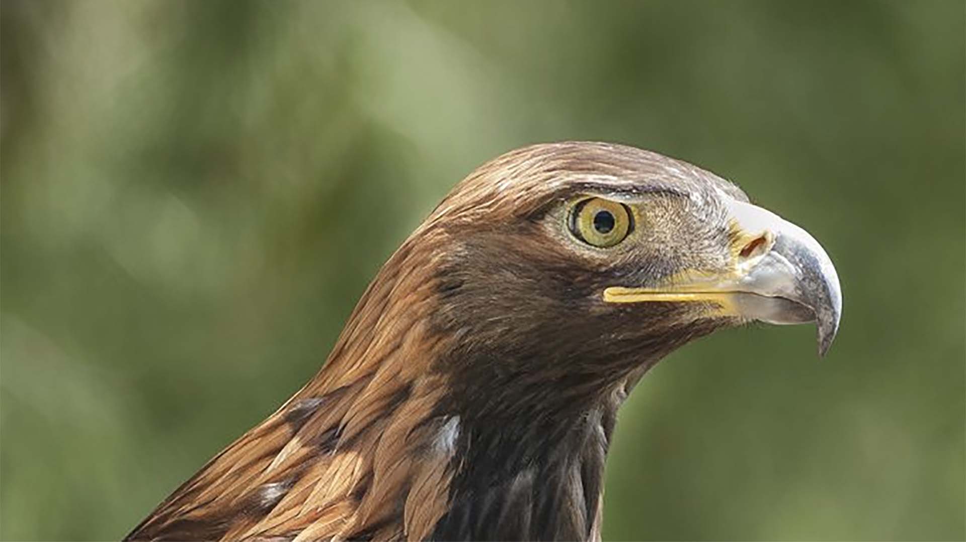 Golden Eagle | San Diego Zoo Animals & Plants
