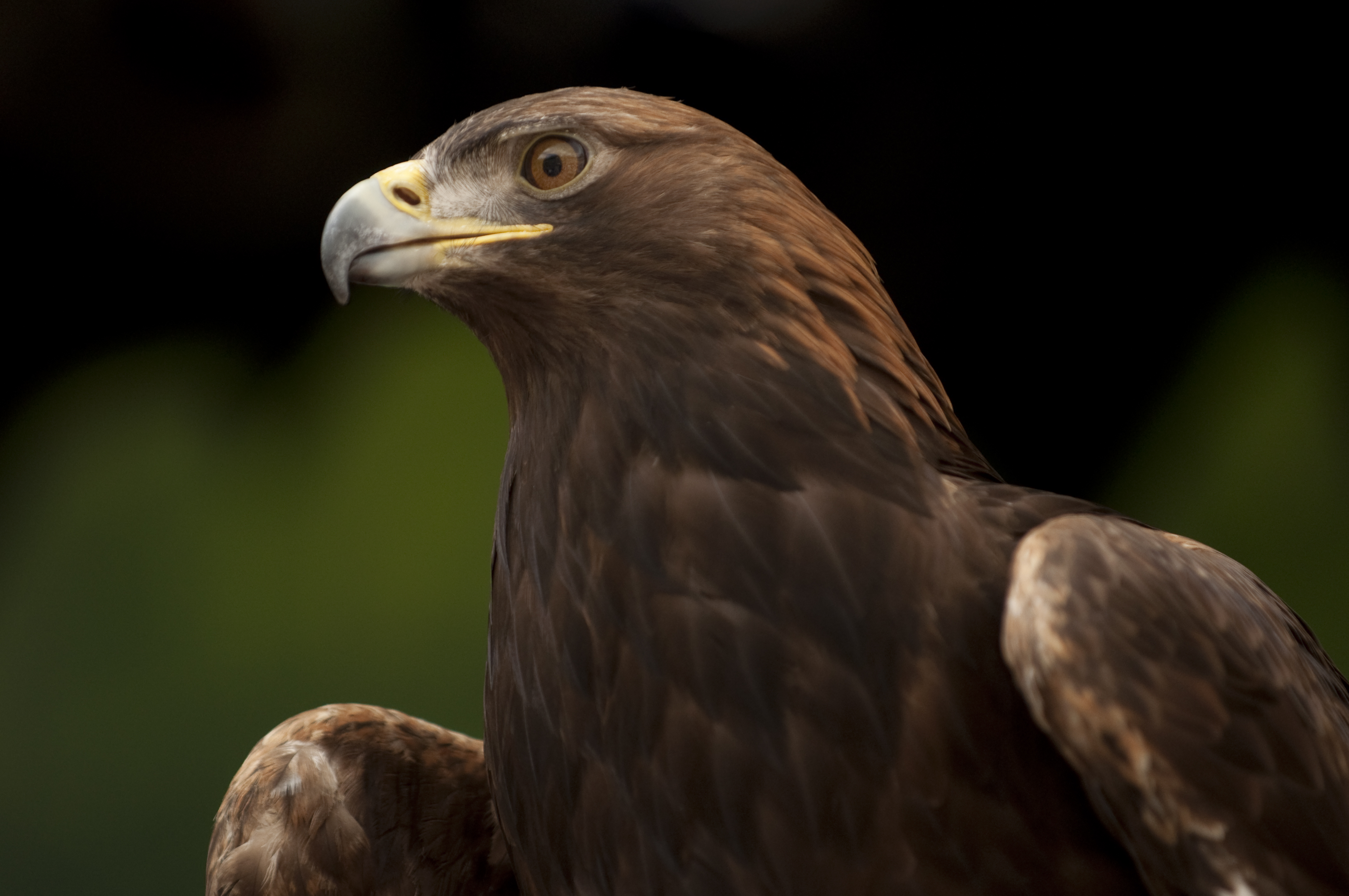 golden eagle | Oregon Zoo