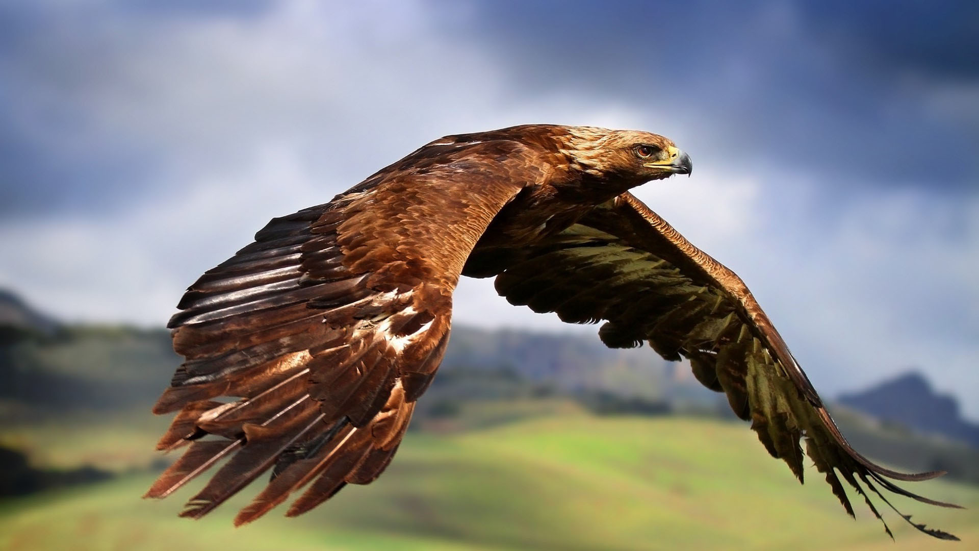 Golden eagle flying photo