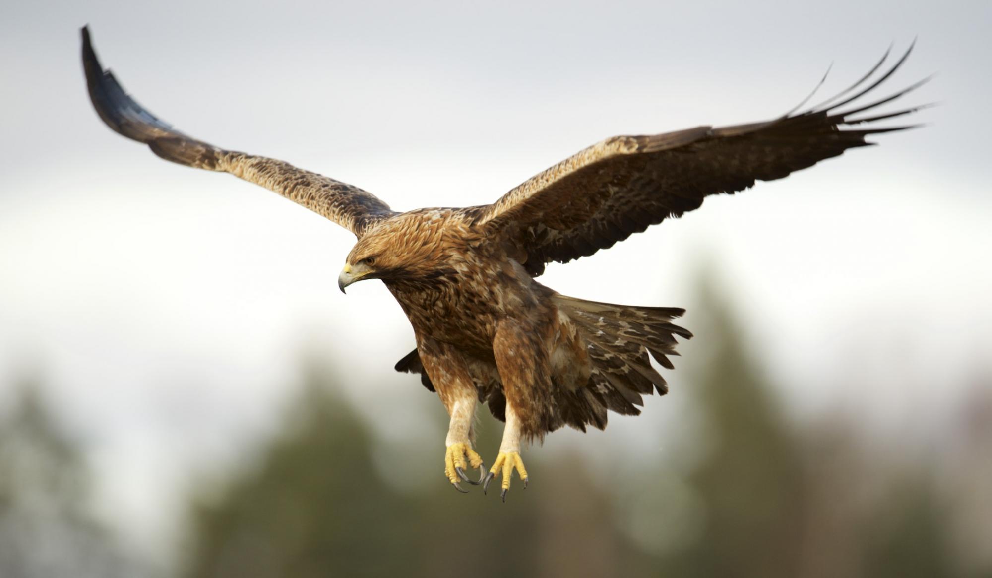 Golden Eagle (Aquila chrysaetos) Adult male Golden Eagle | the ...