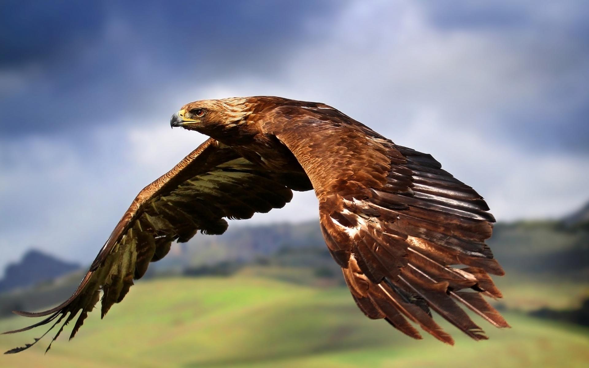 golden-eagle-flying-wallpaper | Already Answered