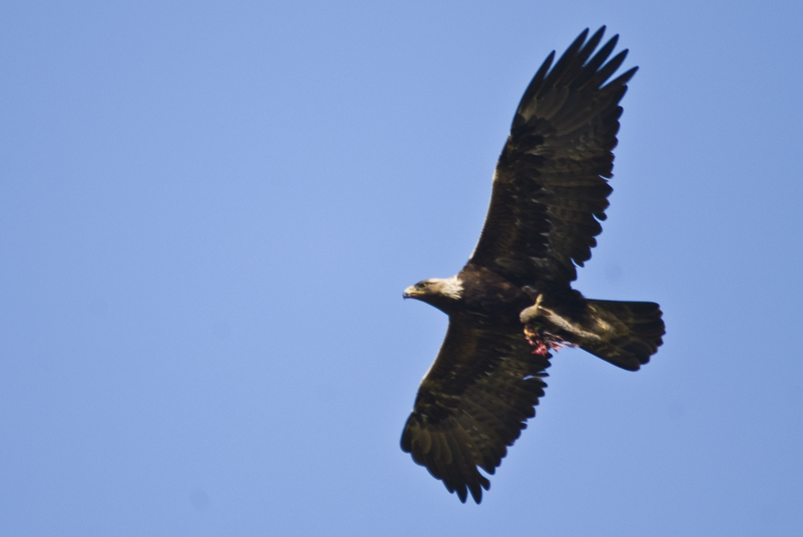 File:Golden Eagle flying.jpg - Wikimedia Commons
