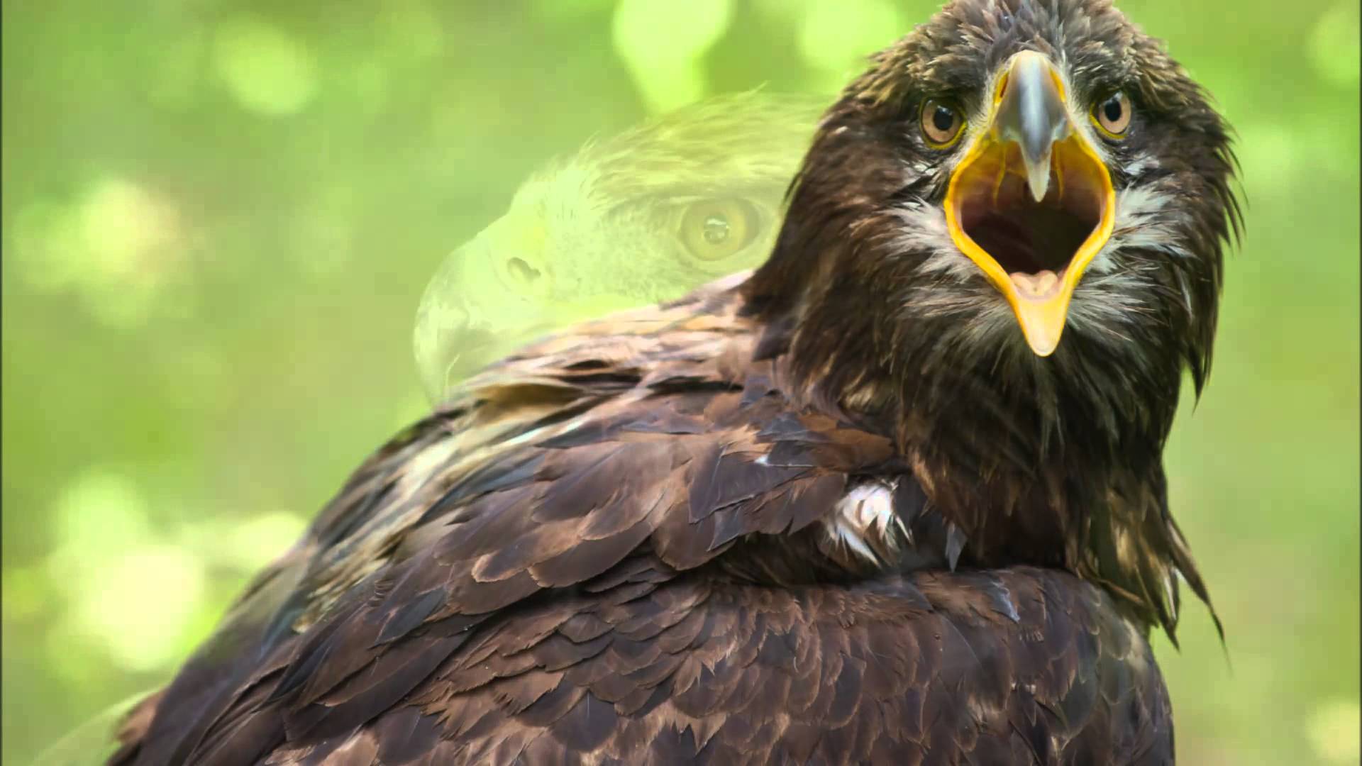 Amazing Facts About Golden Eagles - YouTube