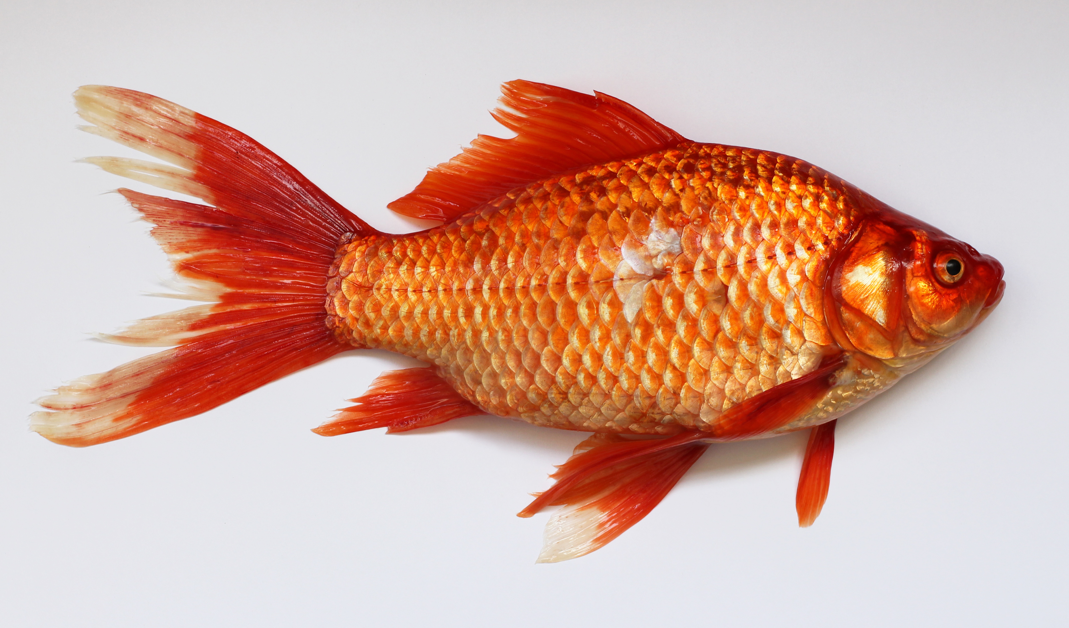 File:Carassius wild golden fish 2013 G1.jpg - Wikimedia Commons