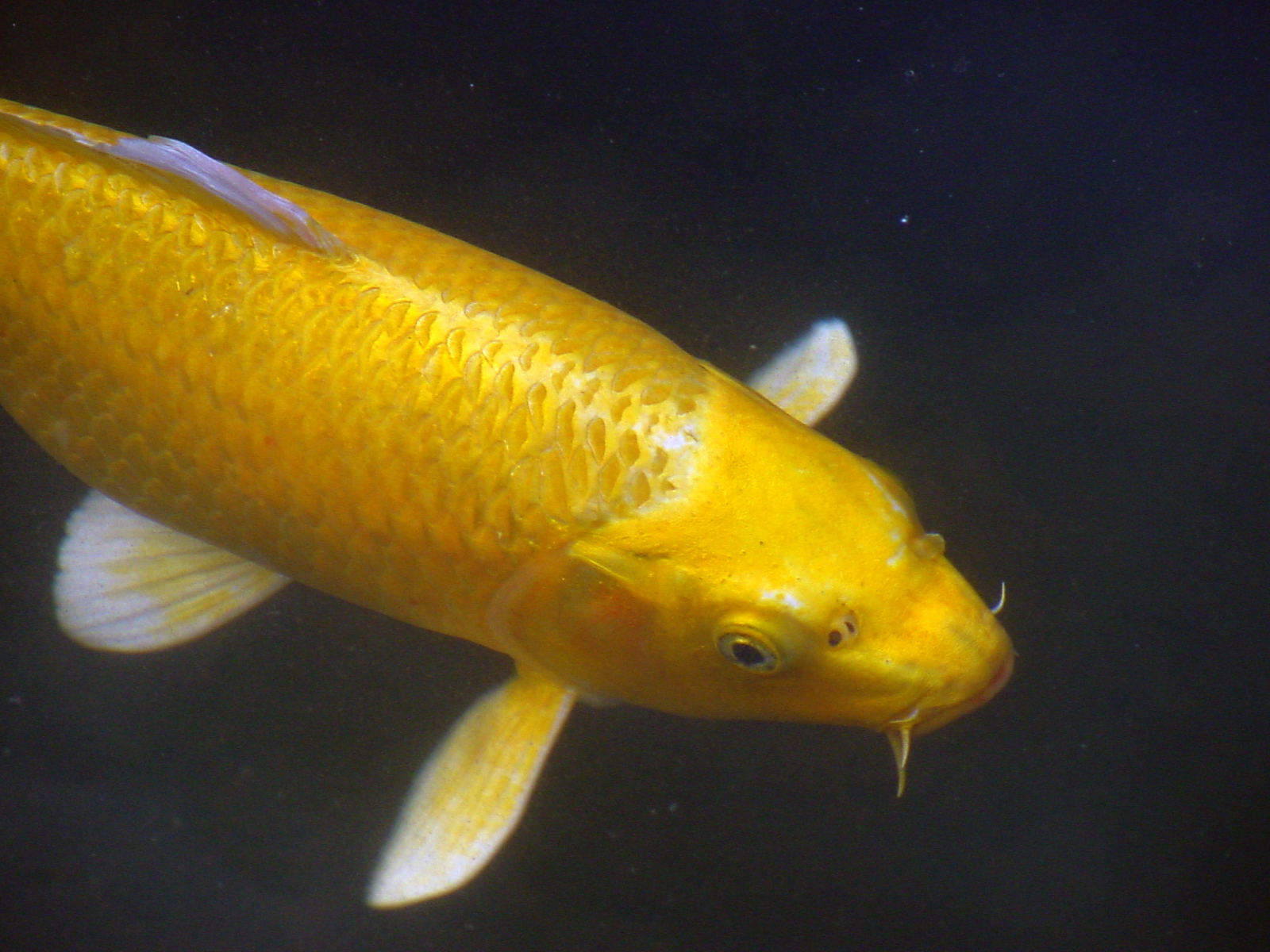 The Golden Fish - A Conversion Story - CatholicMom.com - Celebrating ...