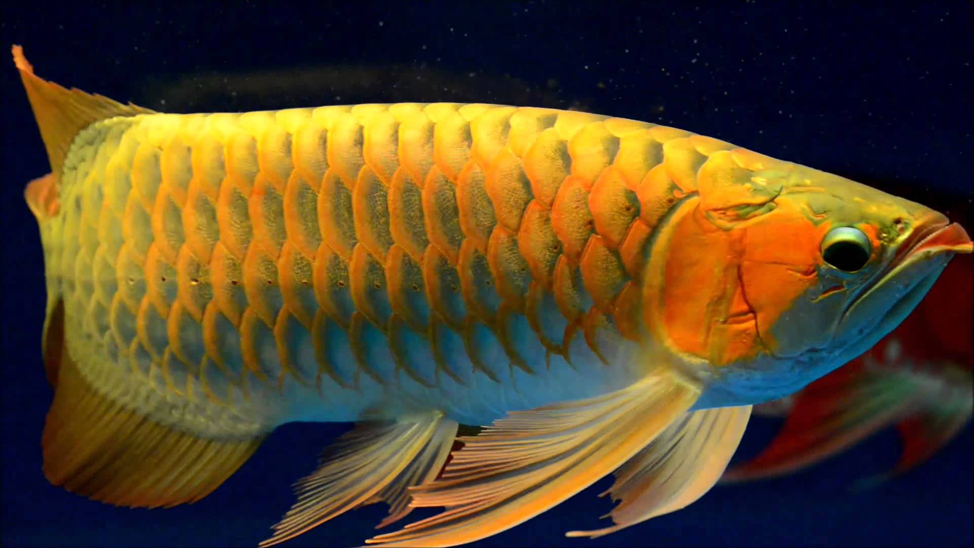 Arowana Golden Fish Free Picture – Animals And Birds
