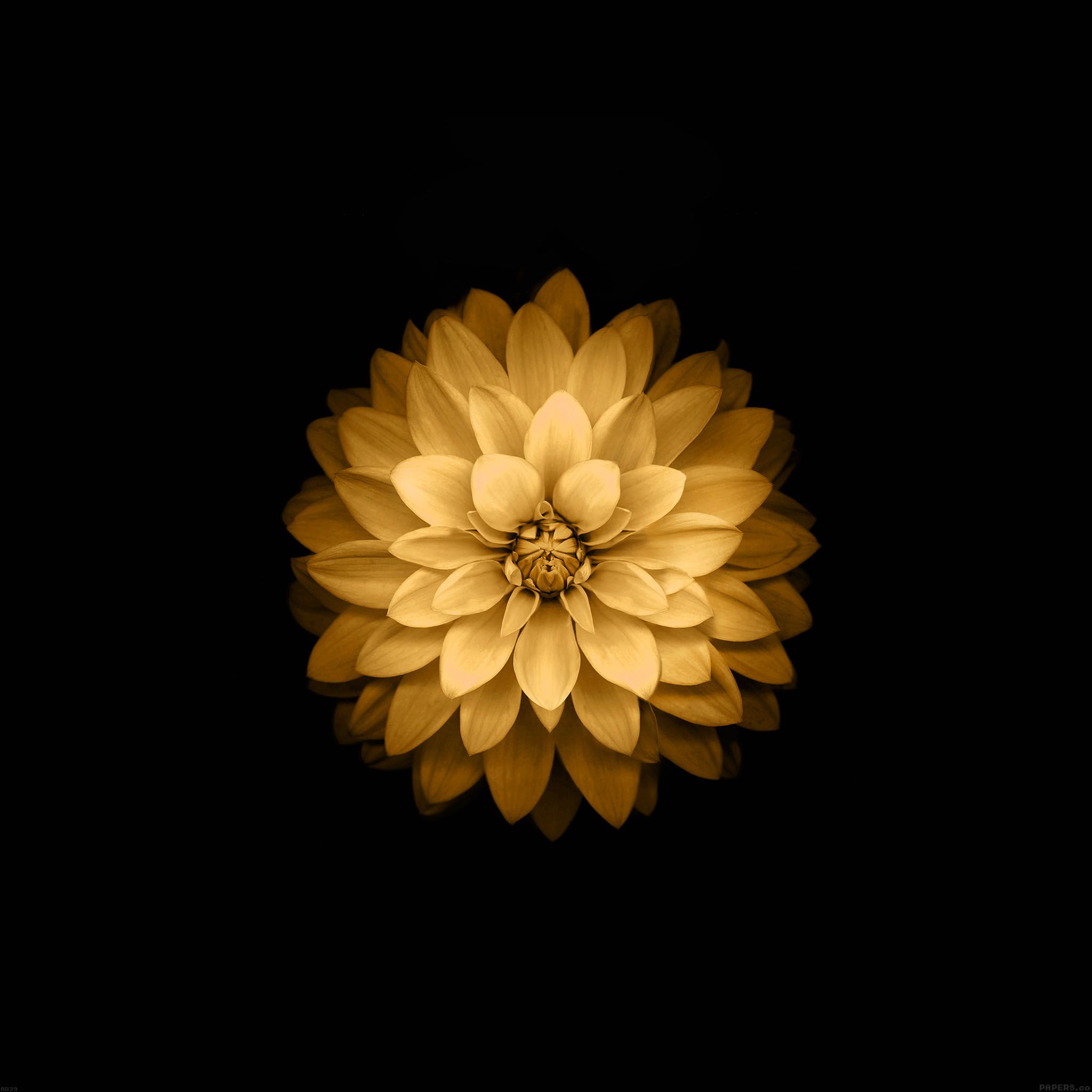 Golden #flower #iOS9 #iPadWallpaper See the full flower collection ...
