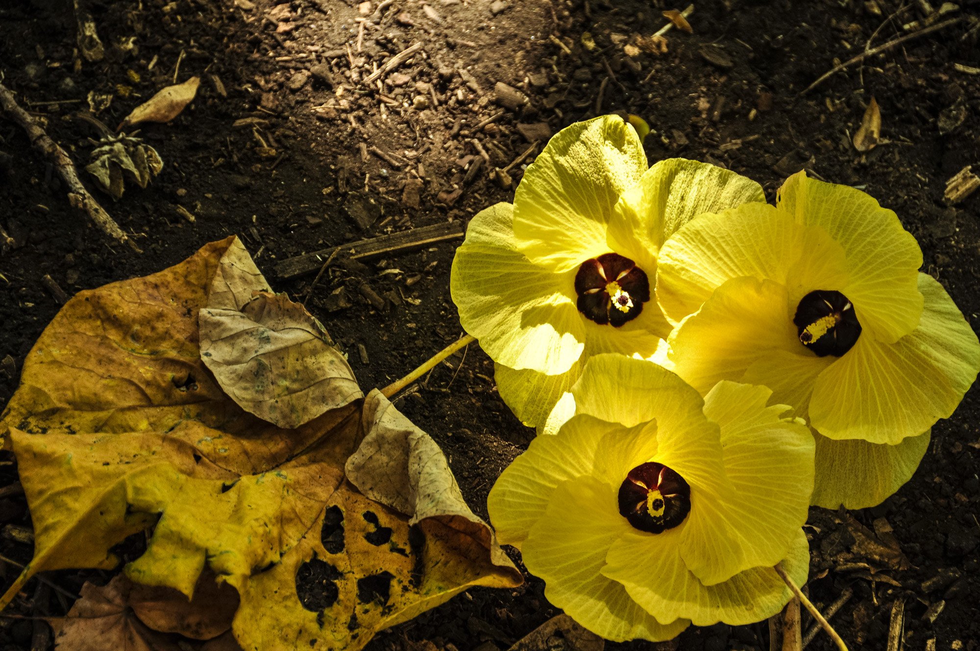 Golden Flowers – Lynn Doran