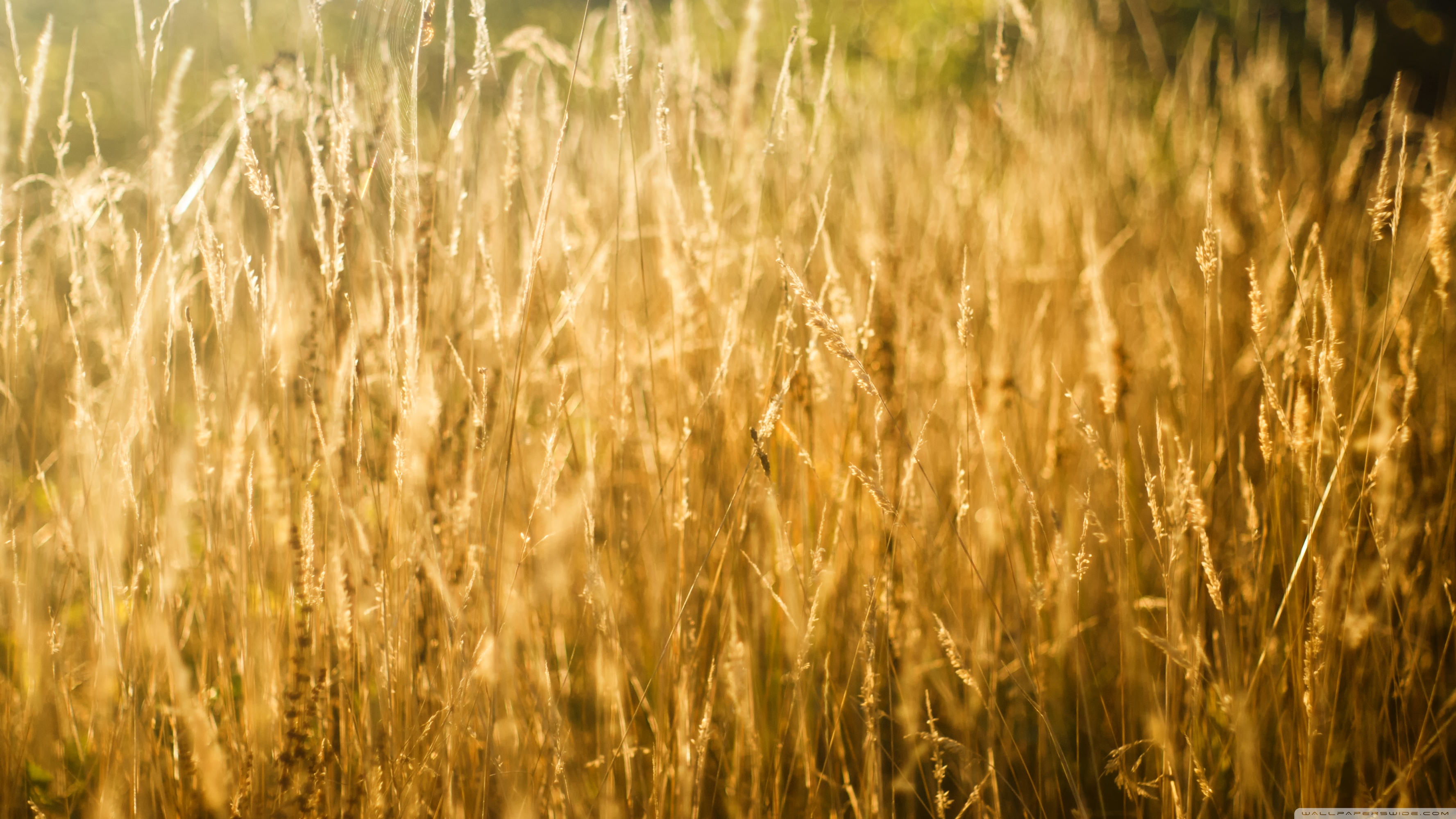Golden Grass ❤ 4K HD Desktop Wallpaper for • Wide & Ultra ...