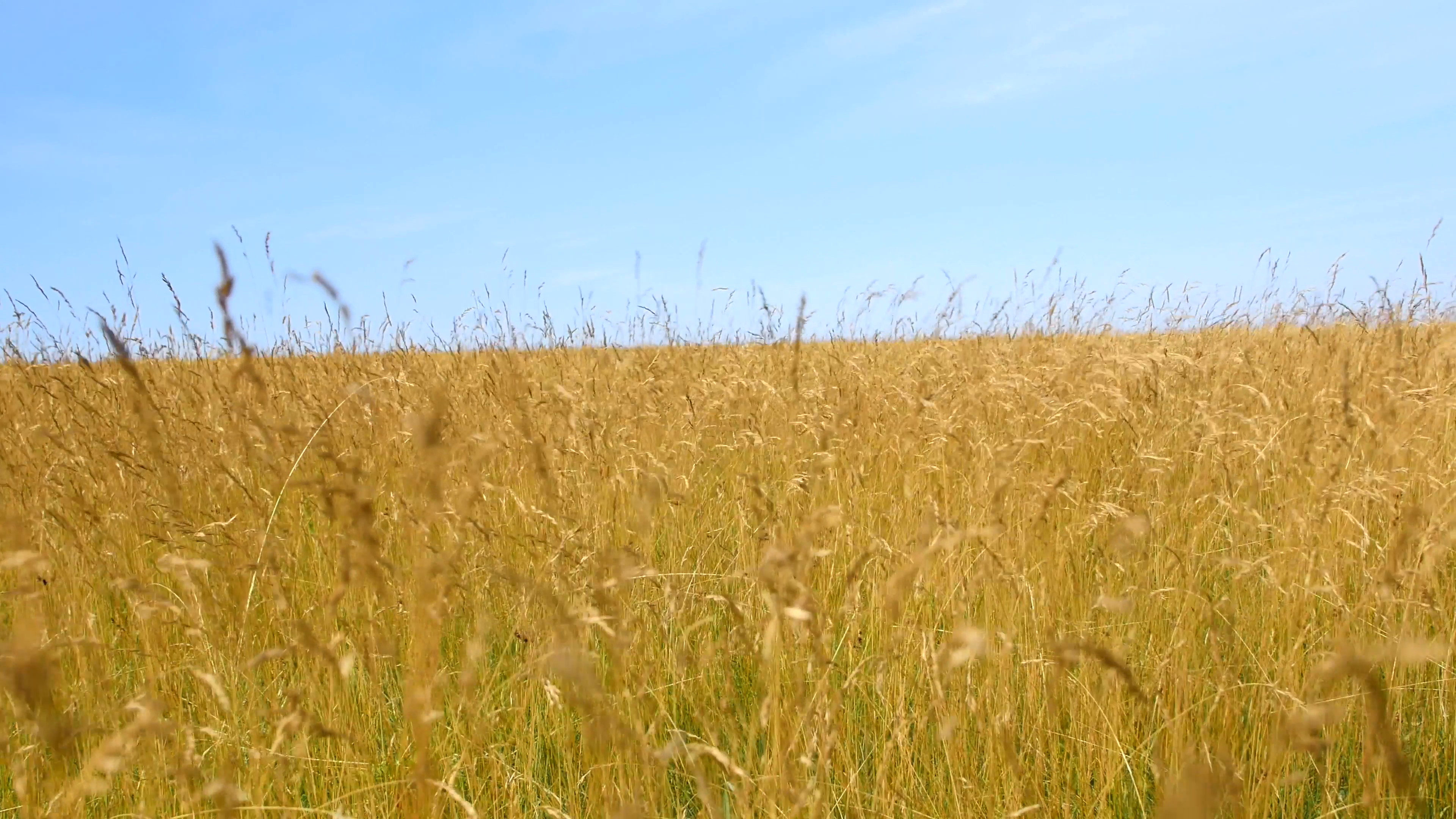Golden grass blowing in the wind in a field Stock Video Footage ...
