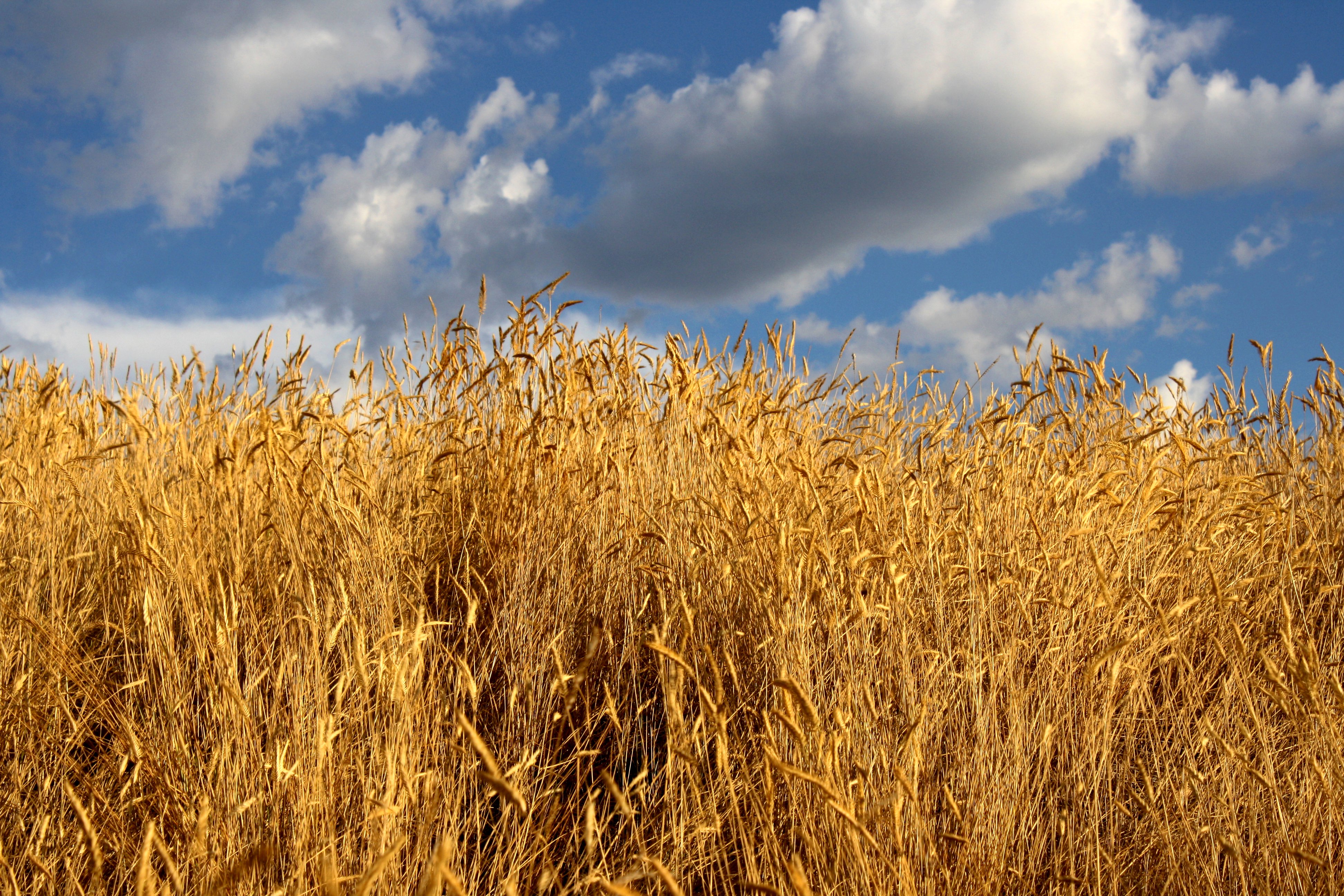 Golden Autumn Grass Picture | Free Photograph | Photos Public Domain