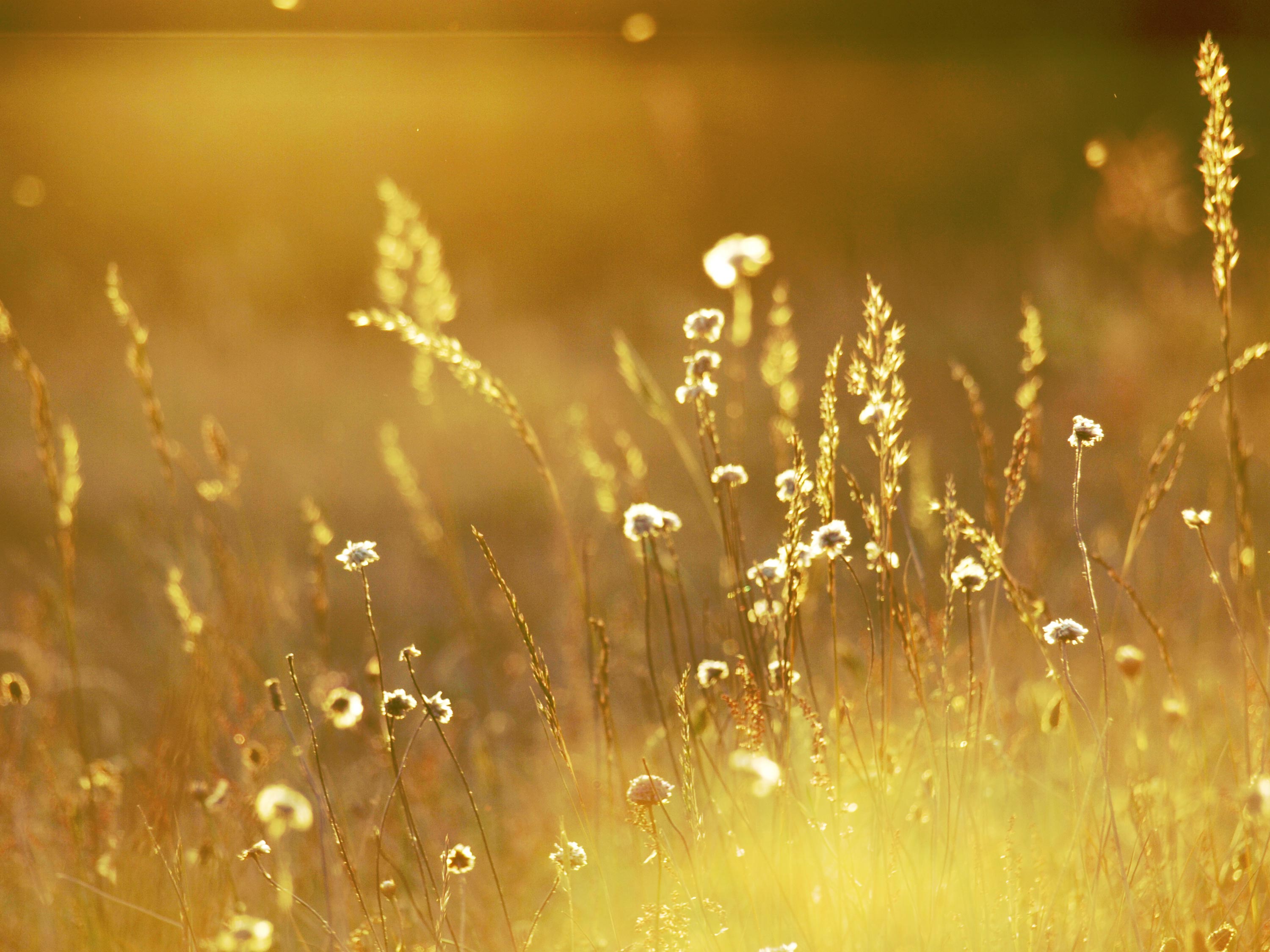 Golden Grass Background wallpapers at GetHDPic.com