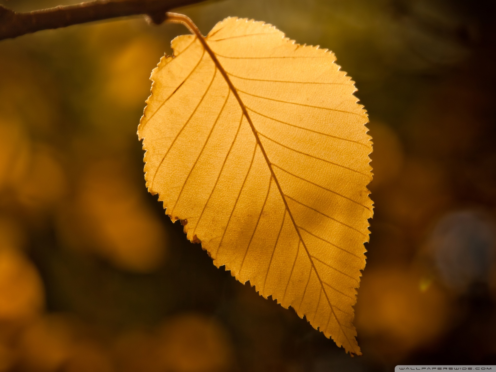 Golden Leaf ❤ 4K HD Desktop Wallpaper for • Tablet • Smartphone ...