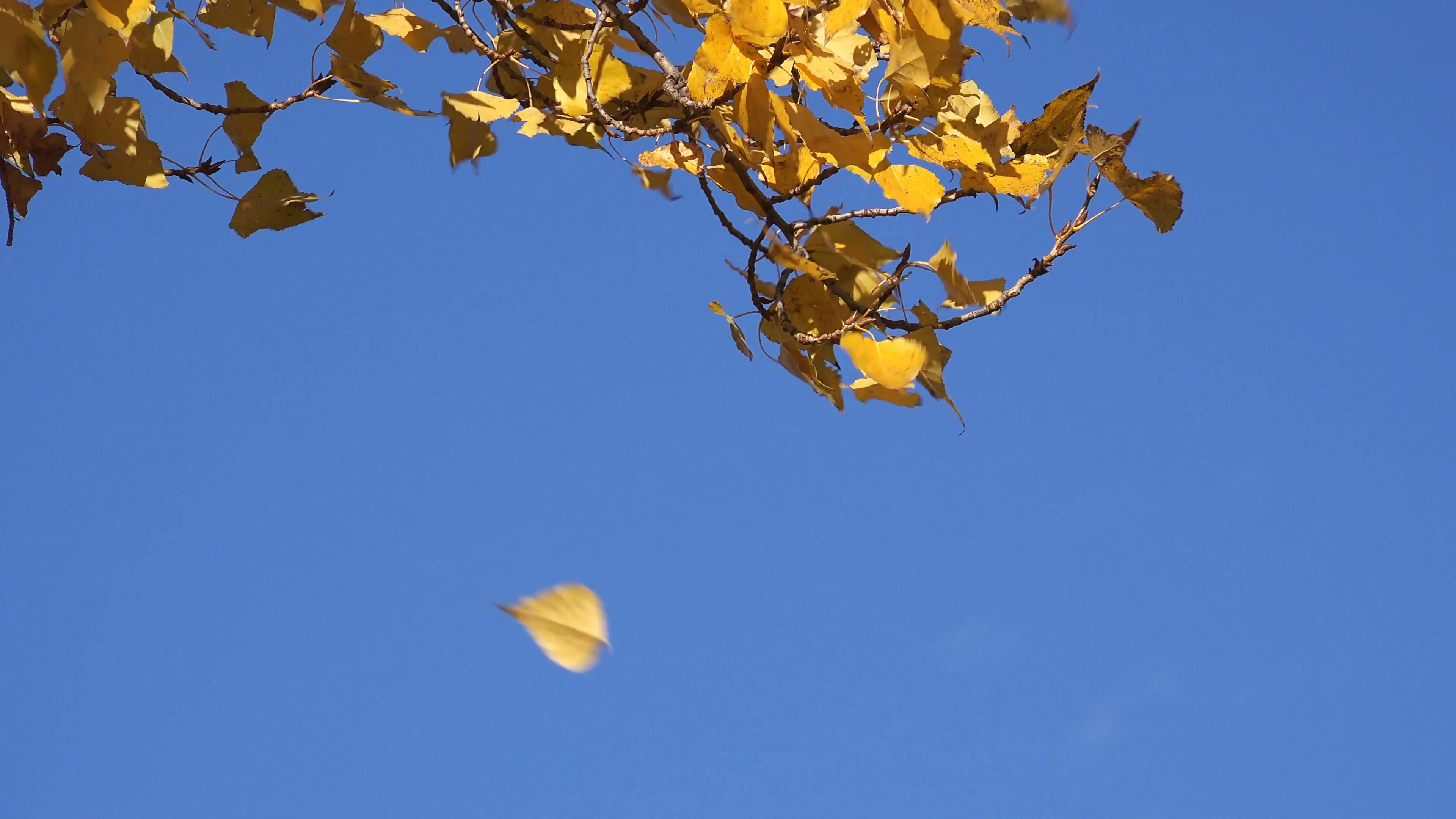 Autumn shedding of leaves from poplar treetops, beautiful season ...