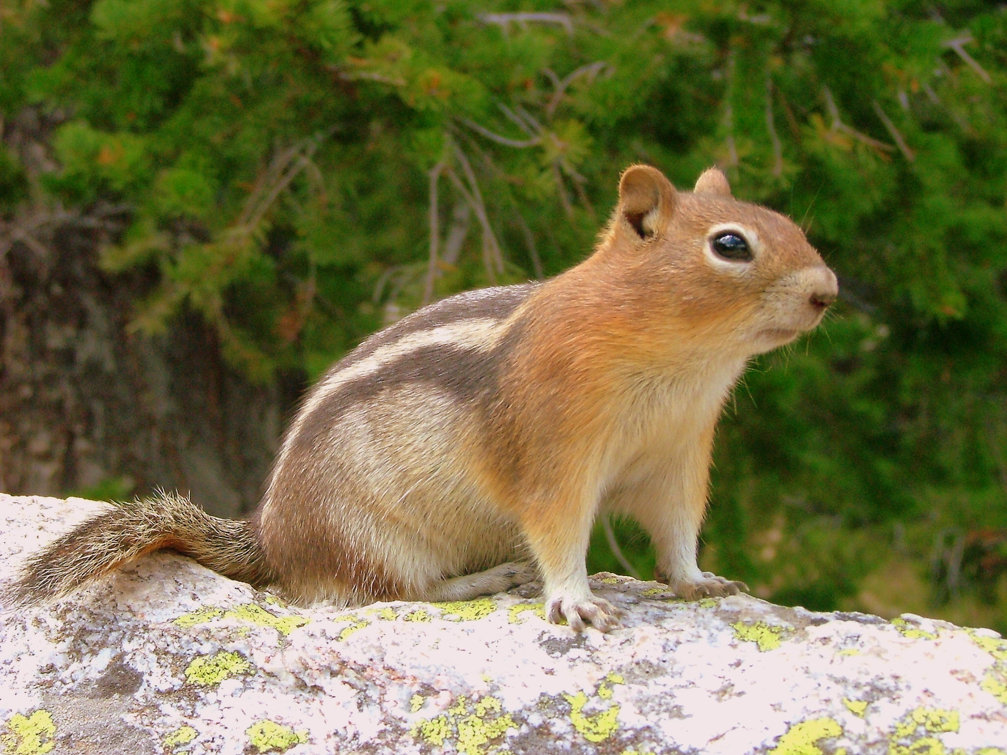 Golden-mantled ground squirrel – The Storey Lab