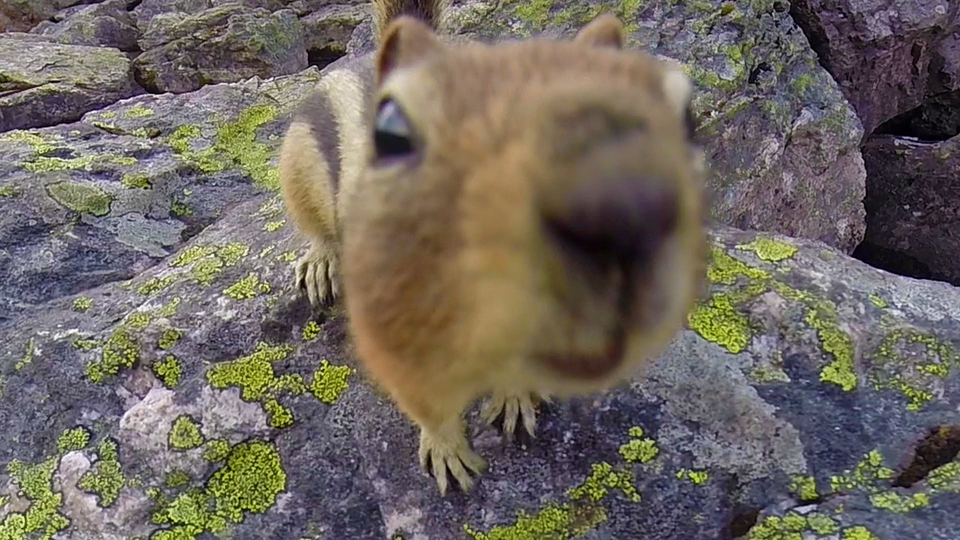Golden-mantled ground squirrels - Banff National Park - YouTube