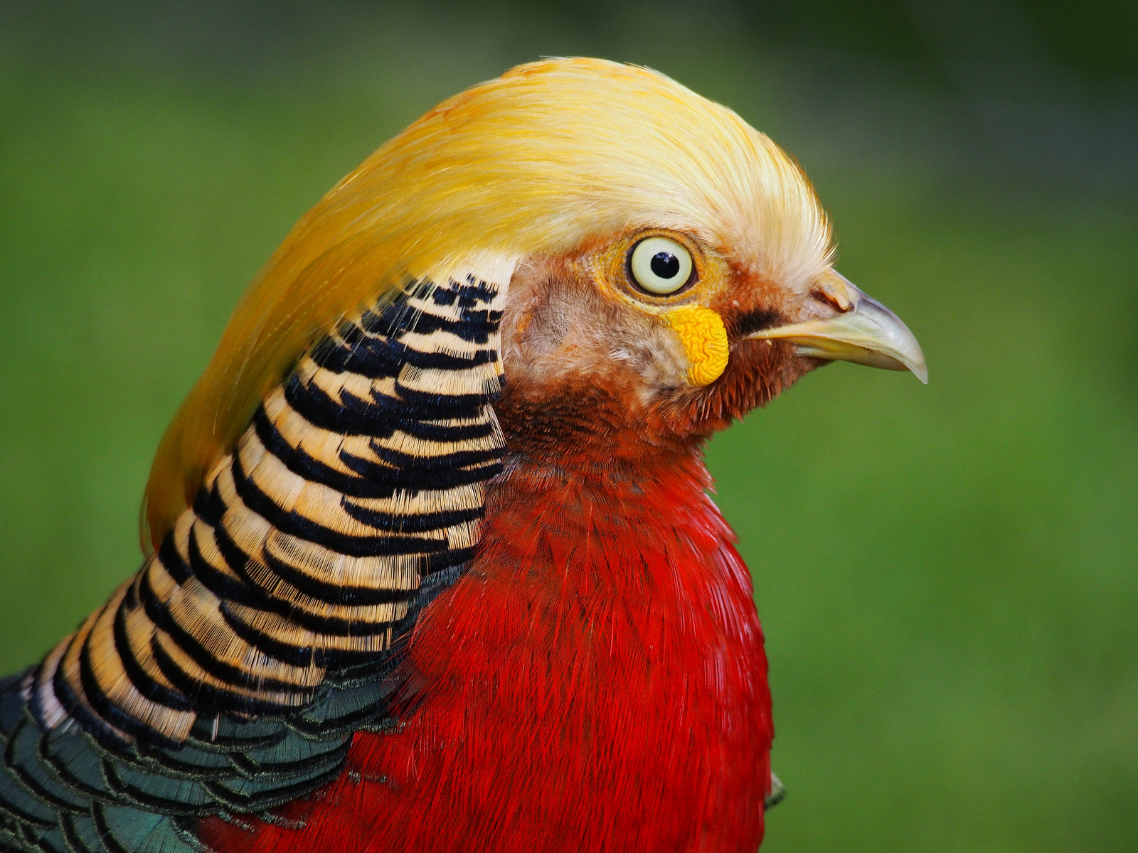 Golden Pheasant | Albert Moyer, Jr.