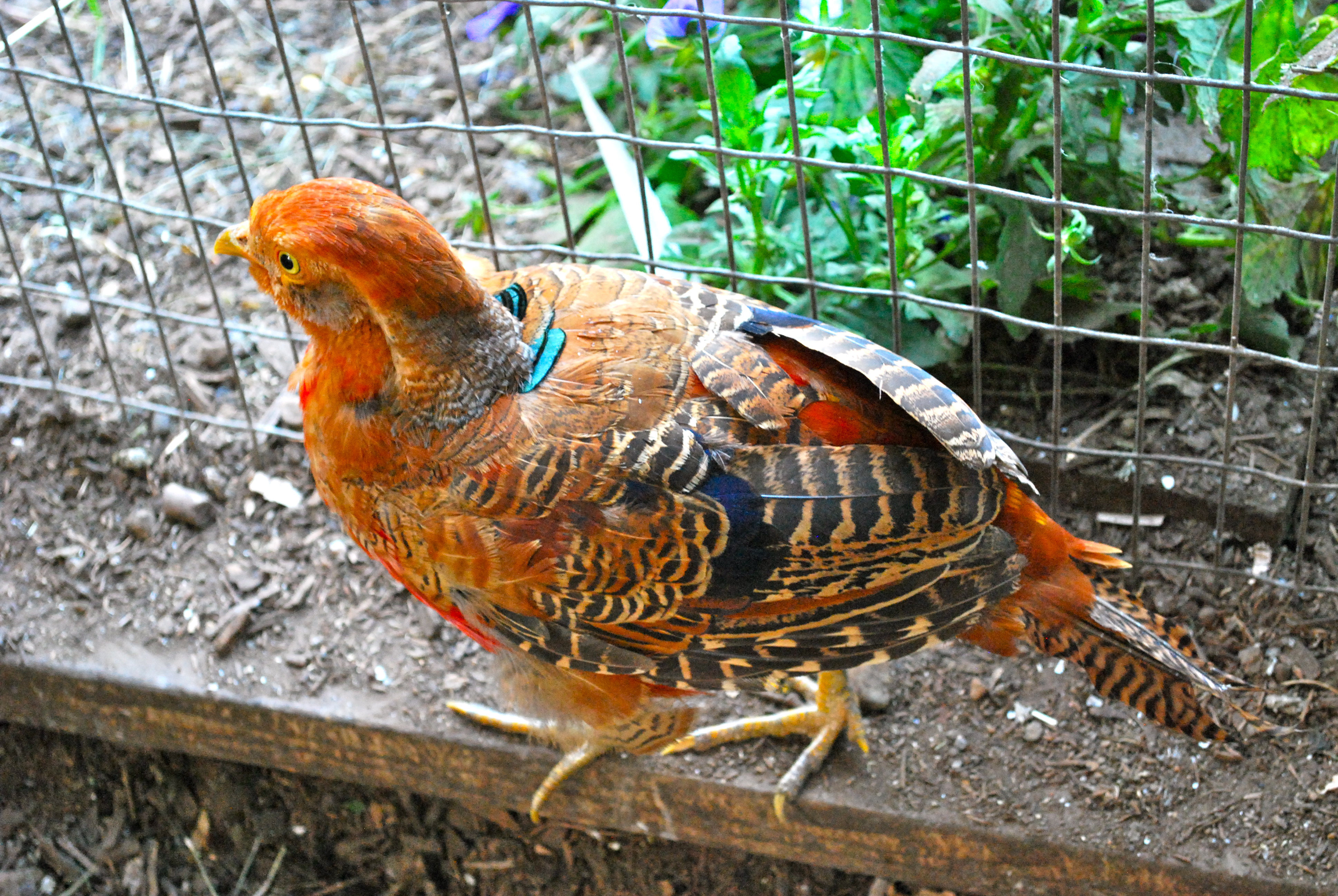 juvenile golden pheasant cock | Abernathy's Rabbitry