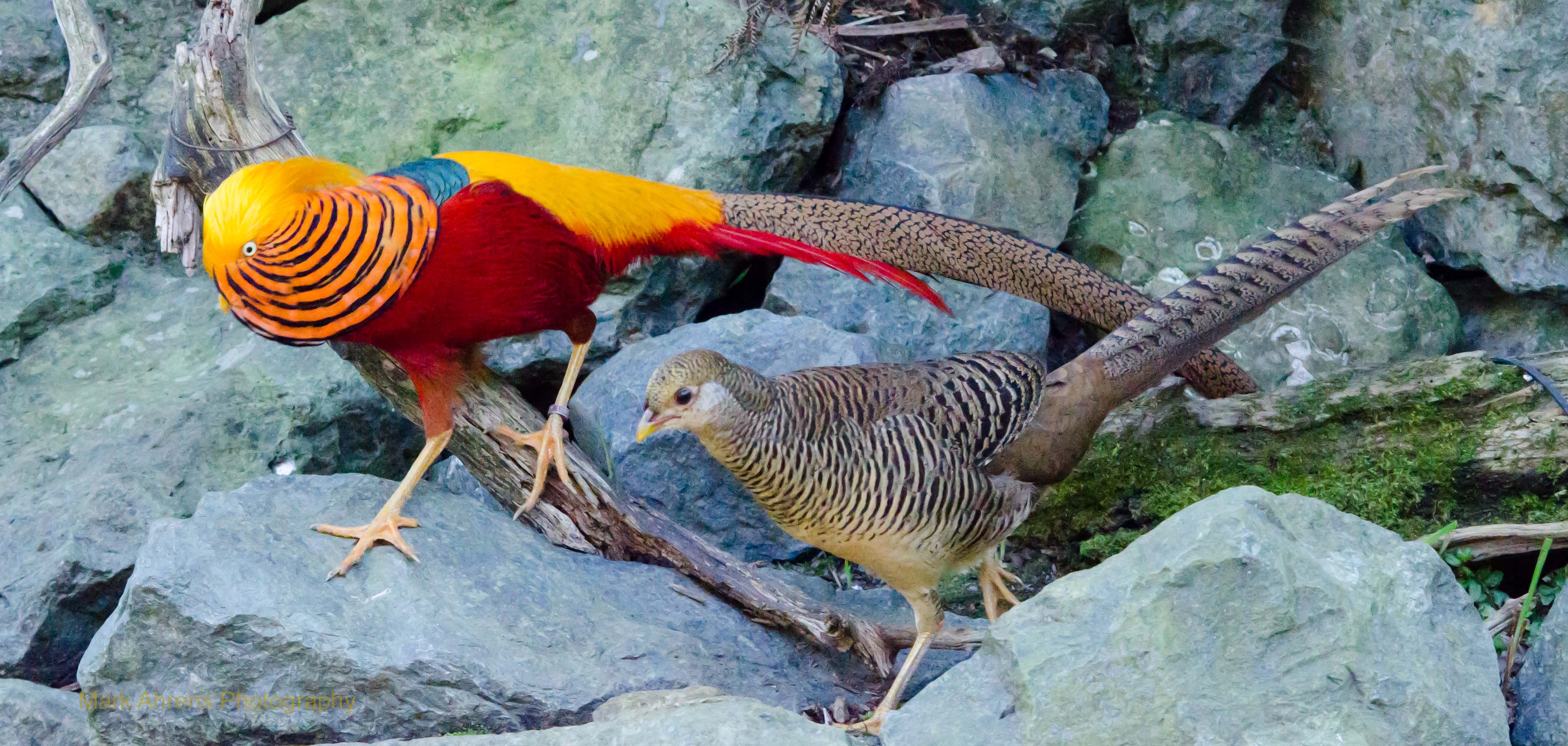 Golden Pheasant | Mark Ahrens Photography