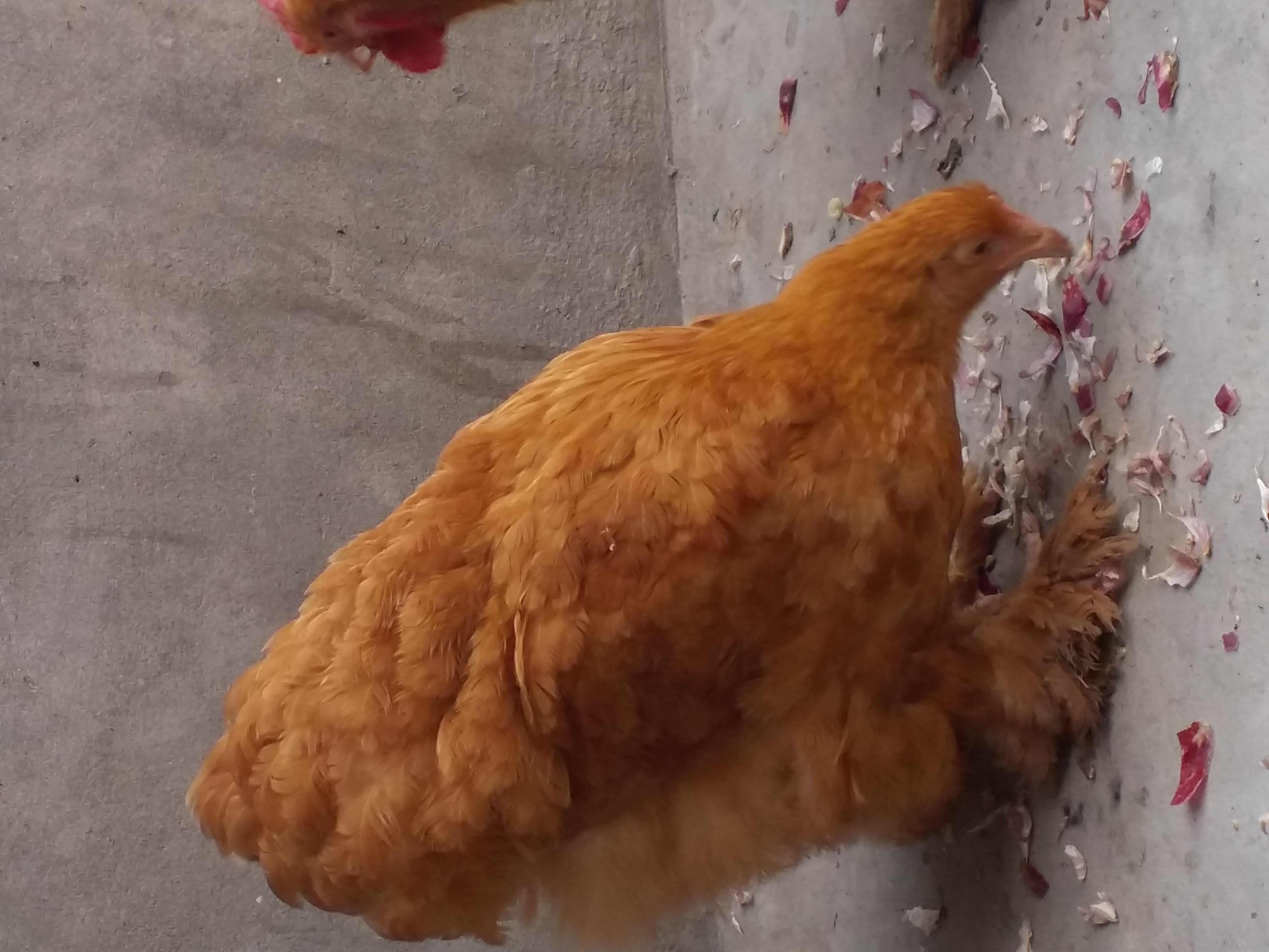 Heavy Golden Puff Chicken pair in Lahore | postfree.pk