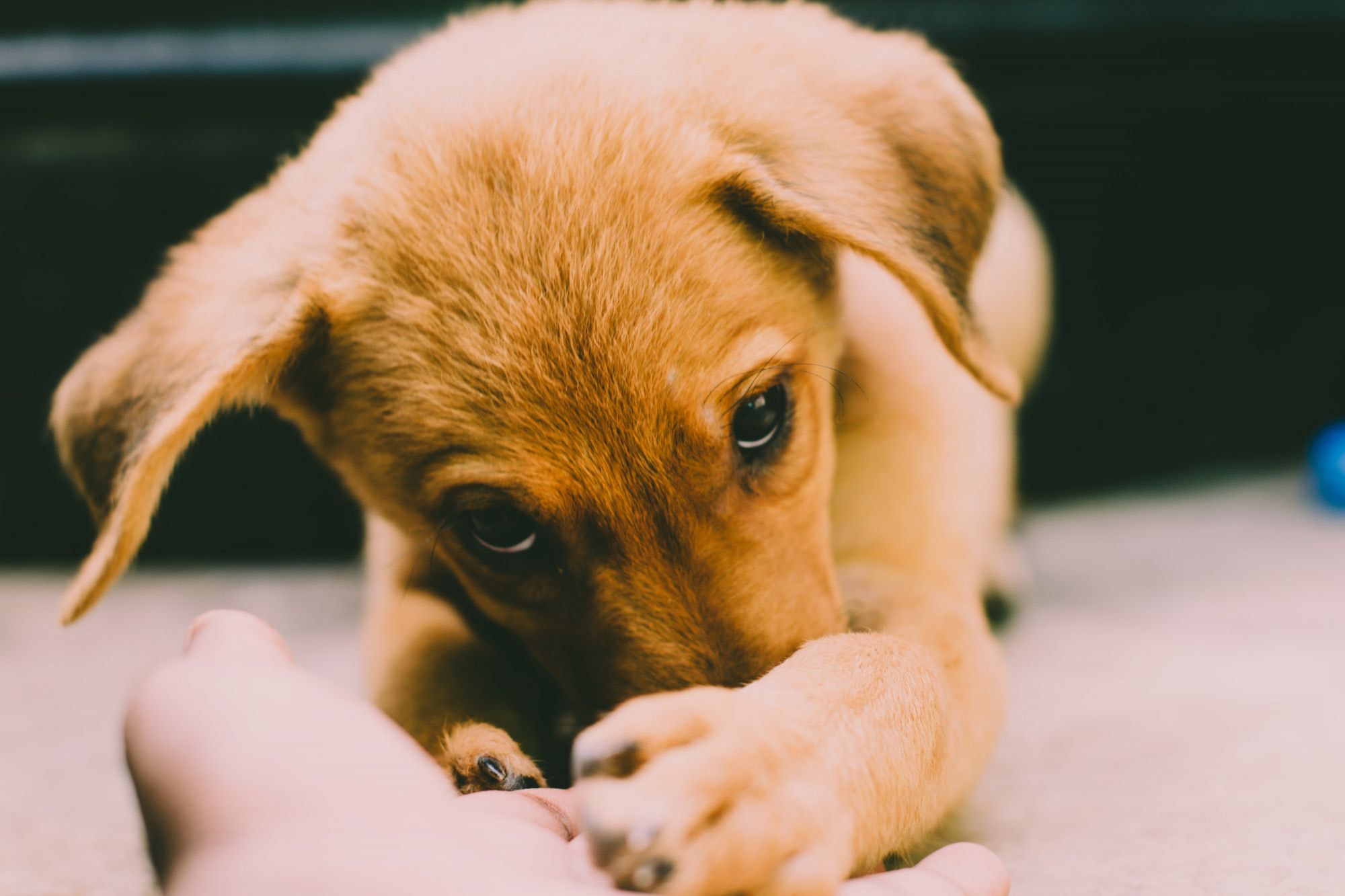 Golden retriever puppy photo