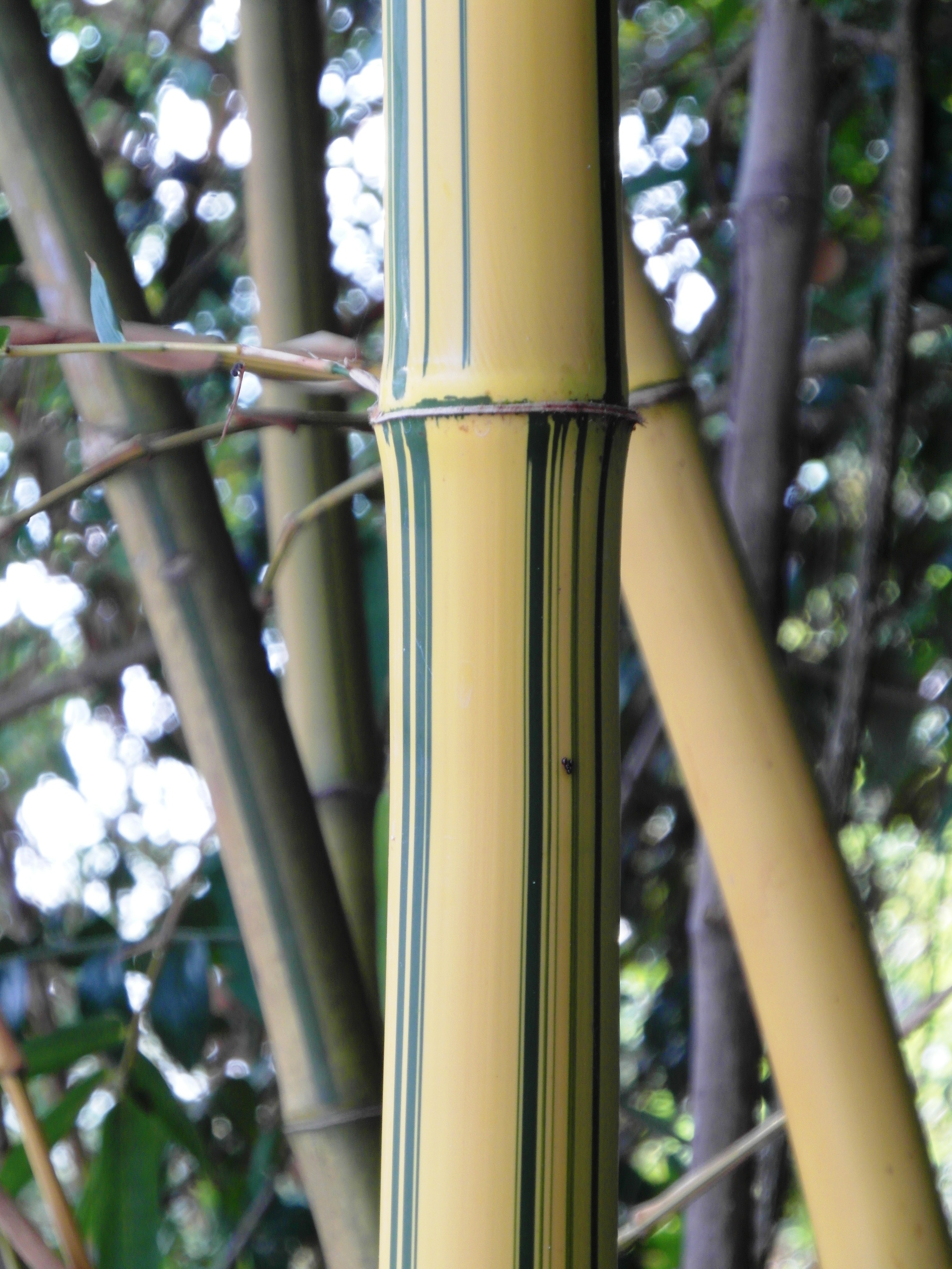 Golden striped bamboo detail photo