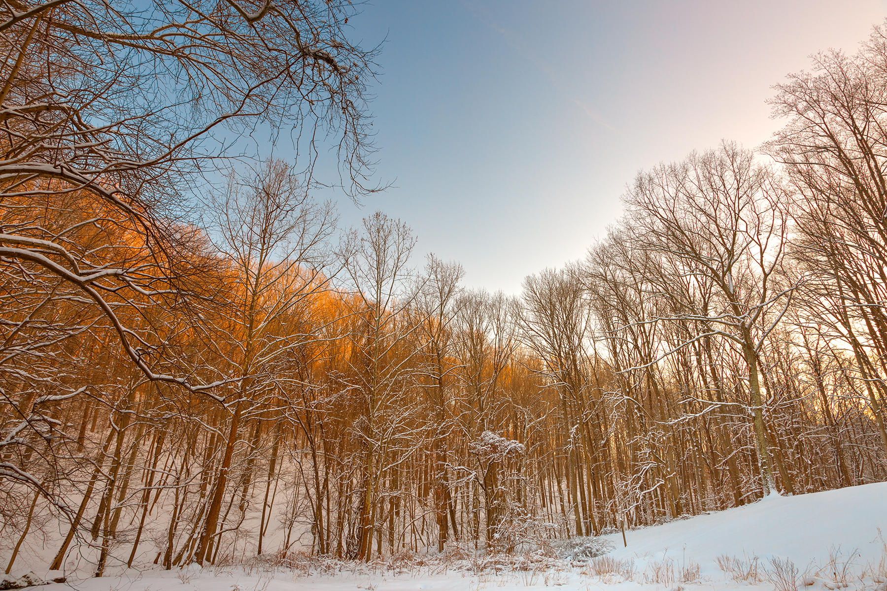 Golden Winter Forest - HDR, Season, State, Somadjinn, Snowy, HQ Photo