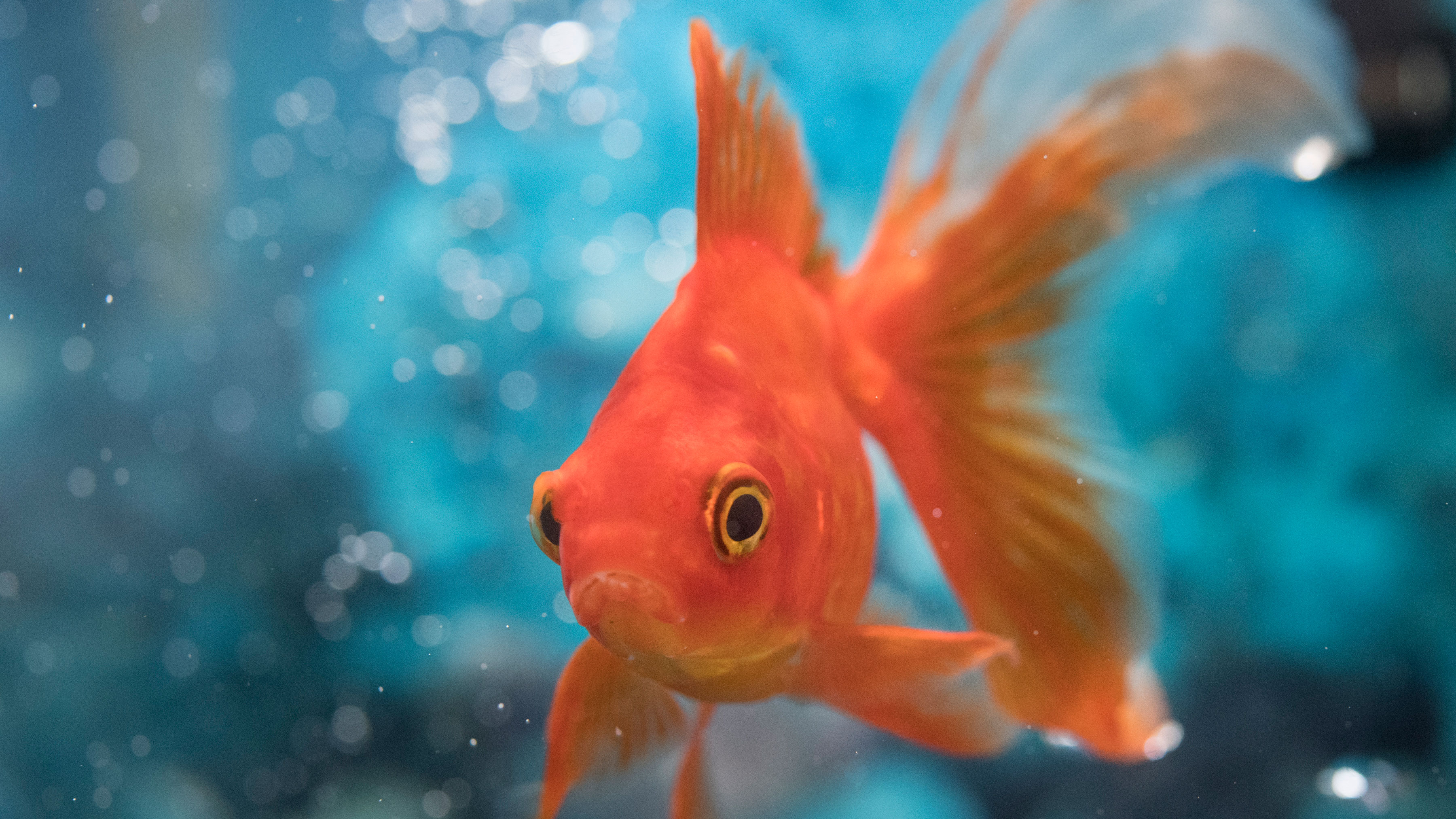 Why Goldfish Make Their Own Alcohol | HowStuffWorks