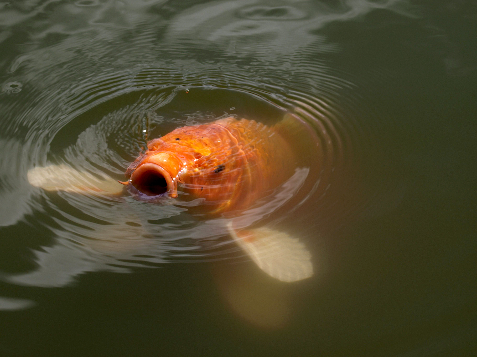 Pet Goldfish Becoming Large Invasive Species in Australia and ...