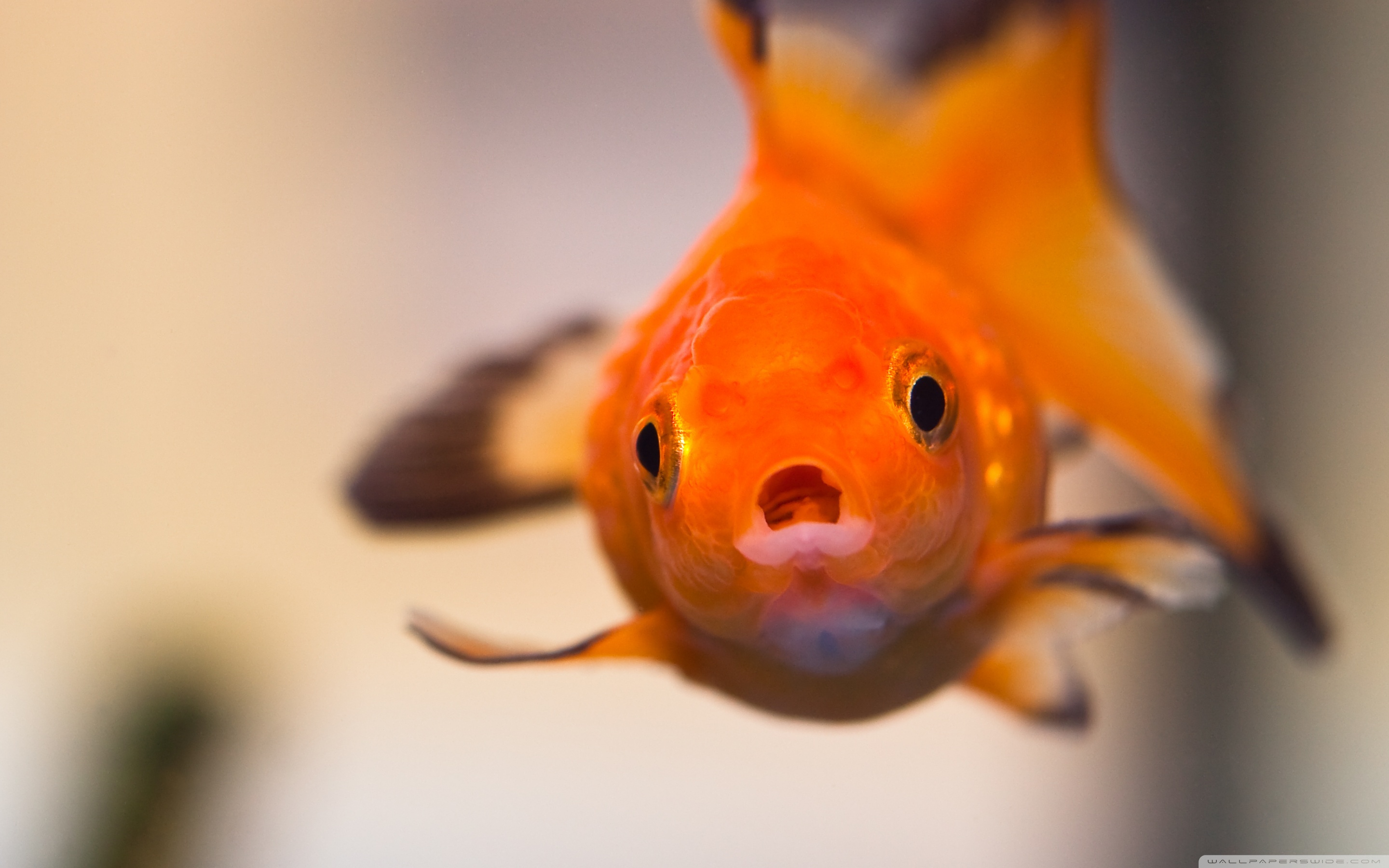 Goldfish Worried Face ❤ 4K HD Desktop Wallpaper for 4K Ultra HD TV ...